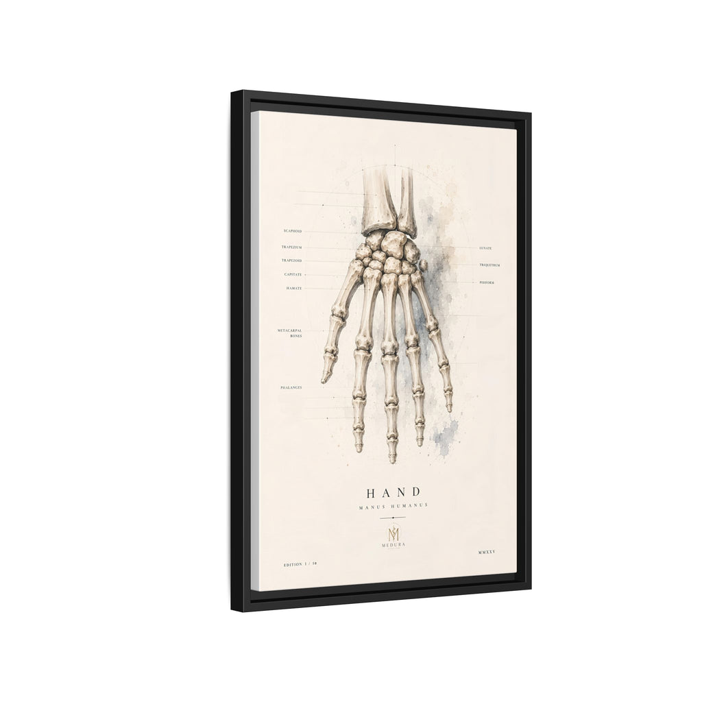 Anatomical Hand Skeleton Wall Art | Luxury Orthopaedic Canvas Print | Museum-Inspired Fine Art