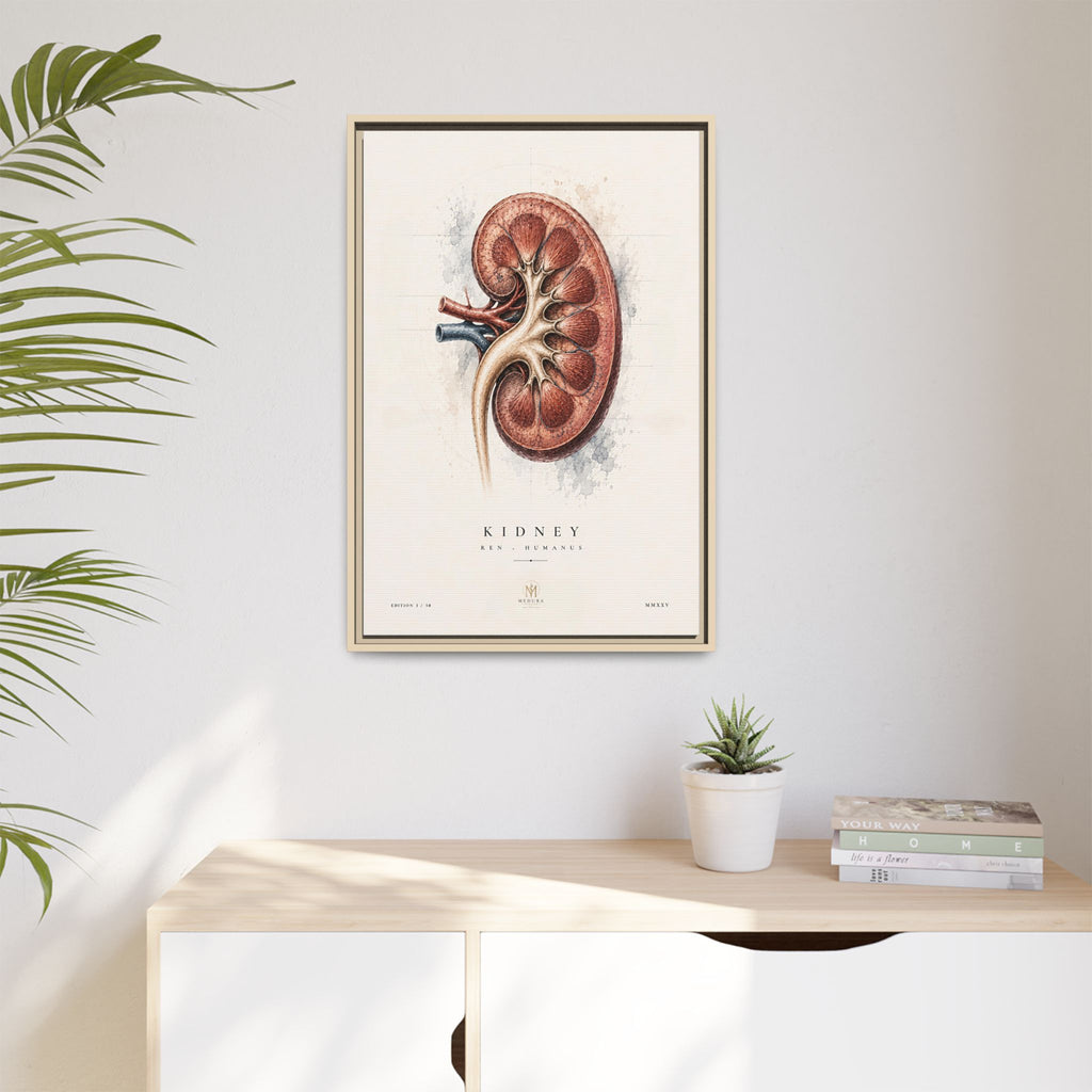 Anatomical Kidney Wall Art | Luxury Nephrology Canvas Print | Museum-Inspired Fine Art