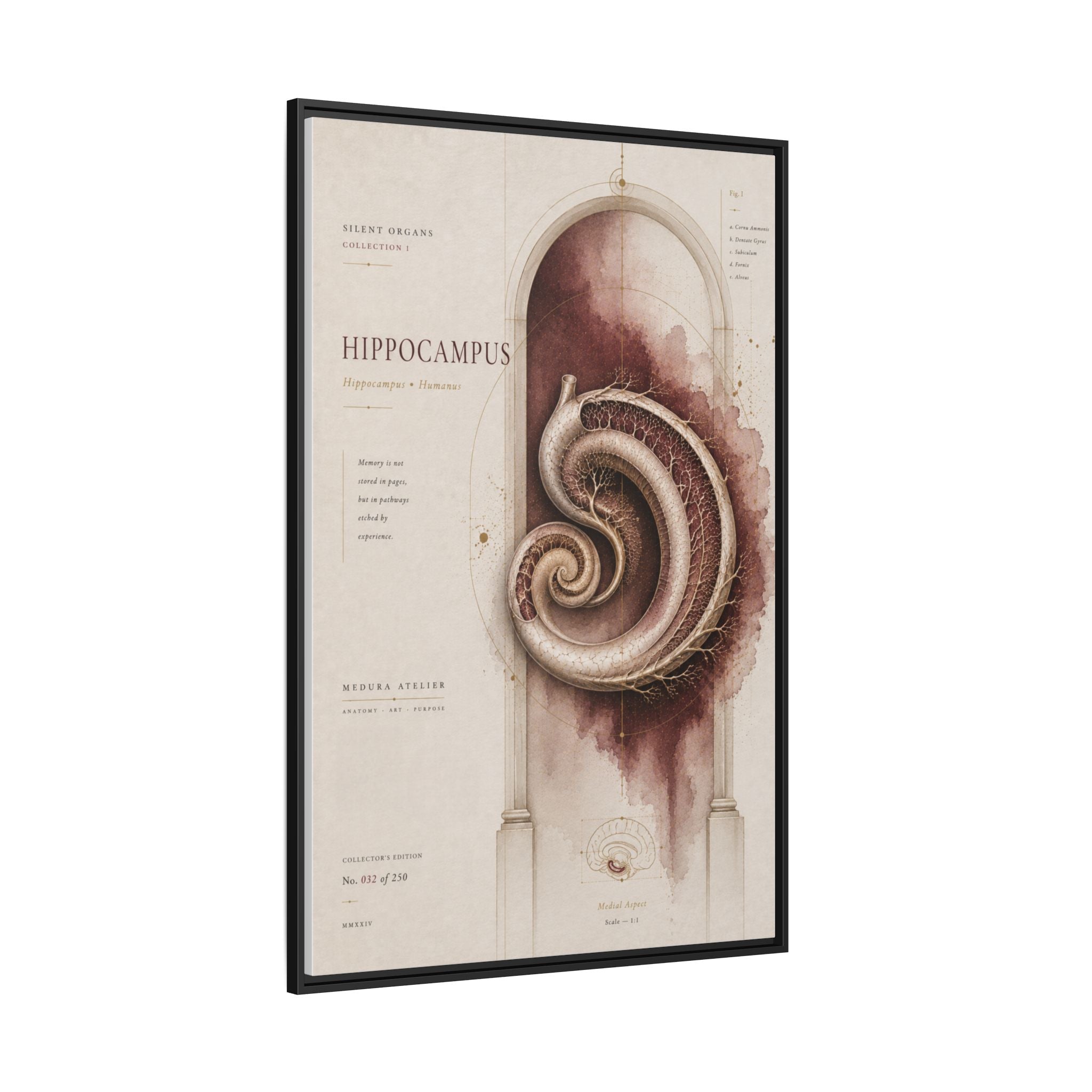 Silent Organs – Hippocampus Wall Art | Luxury Neuroscience Canvas Print | Museum-Inspired Fine Art