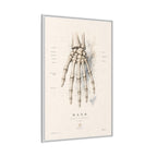 Anatomical Hand Skeleton Wall Art | Luxury Orthopaedic Canvas Print | Museum-Inspired Fine Art