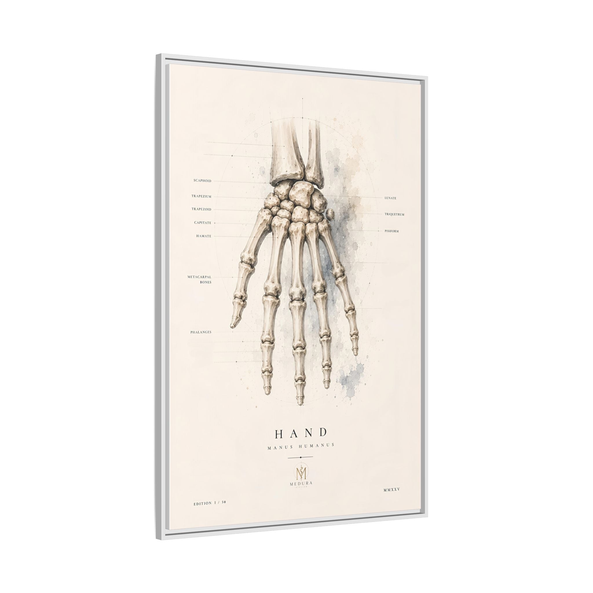Anatomical Hand Skeleton Wall Art | Luxury Orthopaedic Canvas Print | Museum-Inspired Fine Art