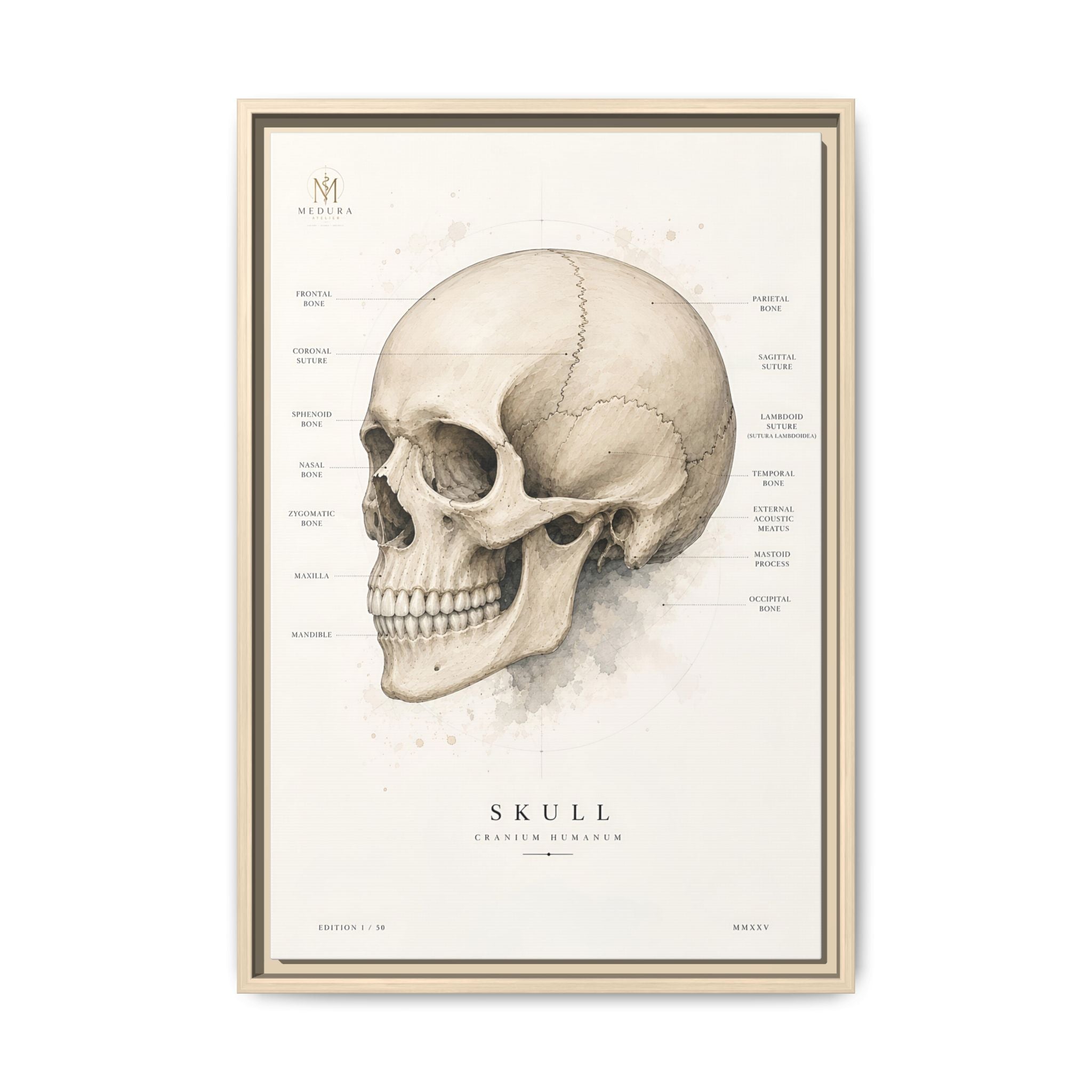 Anatomical Skull Wall Art | Luxury Medical Canvas Print | Museum-Inspired Fine Art