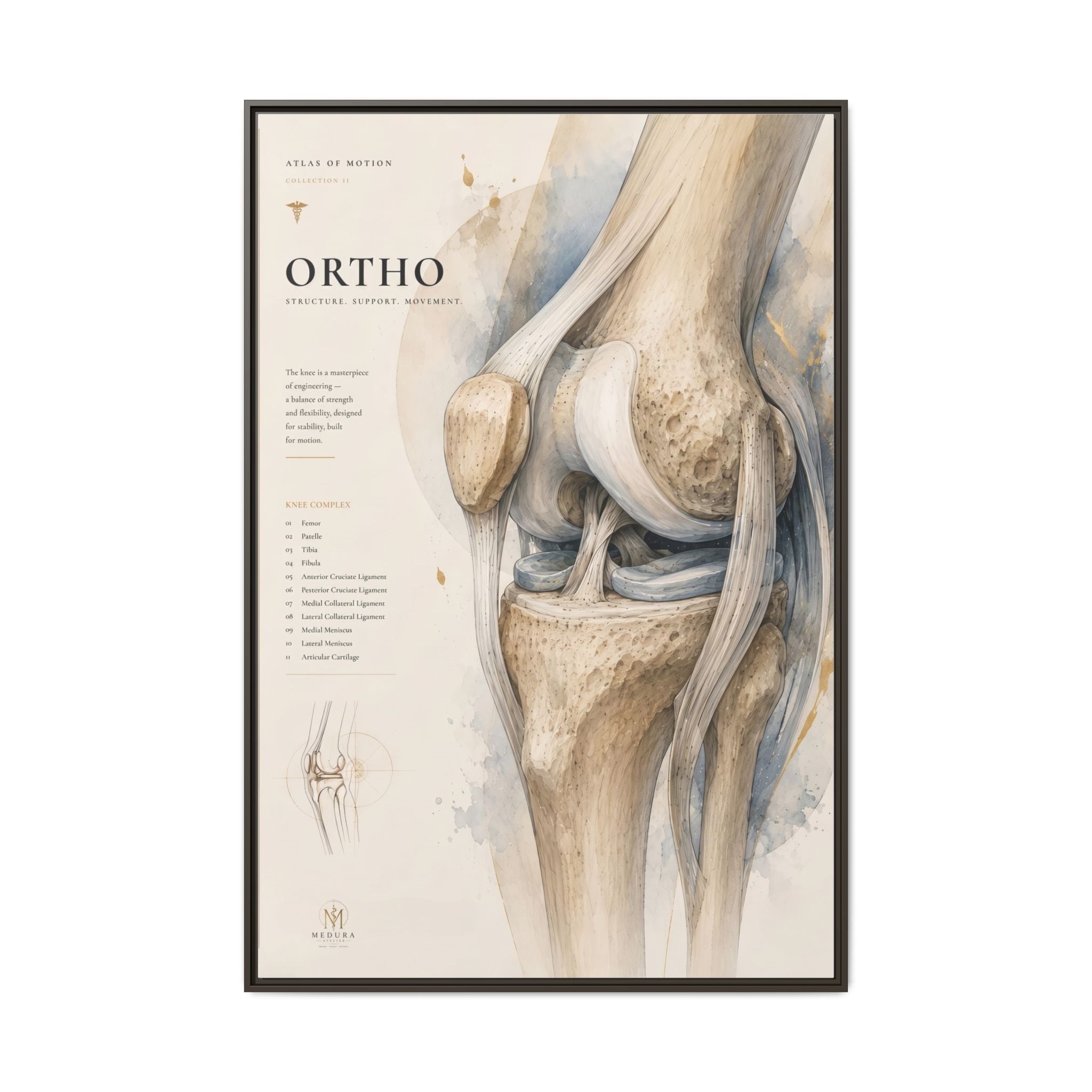 Orthopaedic Knee Anatomy Wall Art | Luxury Orthopedic Canvas Print | Museum-Inspired Fine Art