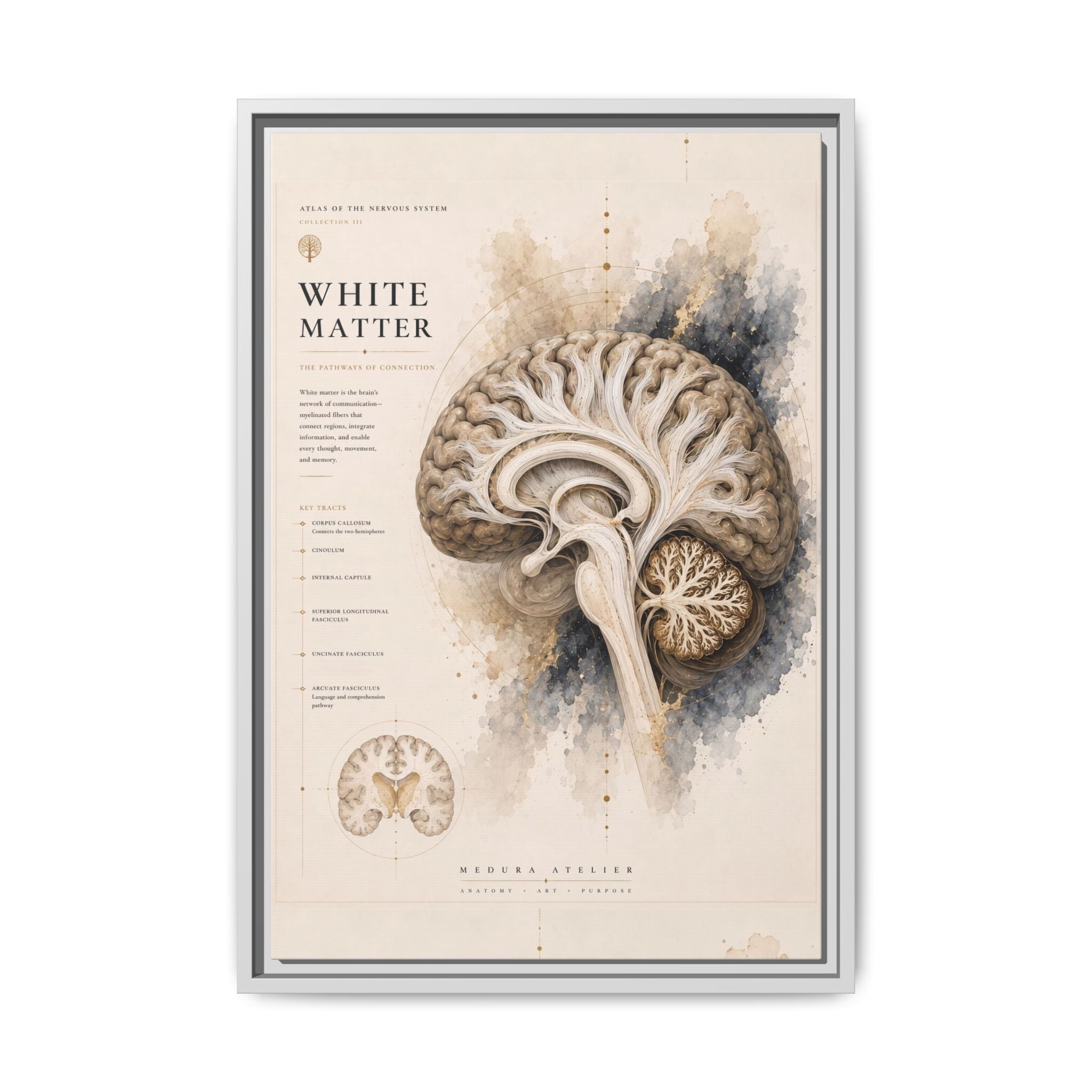 White Matter Brain Wall Art | Luxury Neuroscience Canvas Print | Museum-Inspired Fine Art