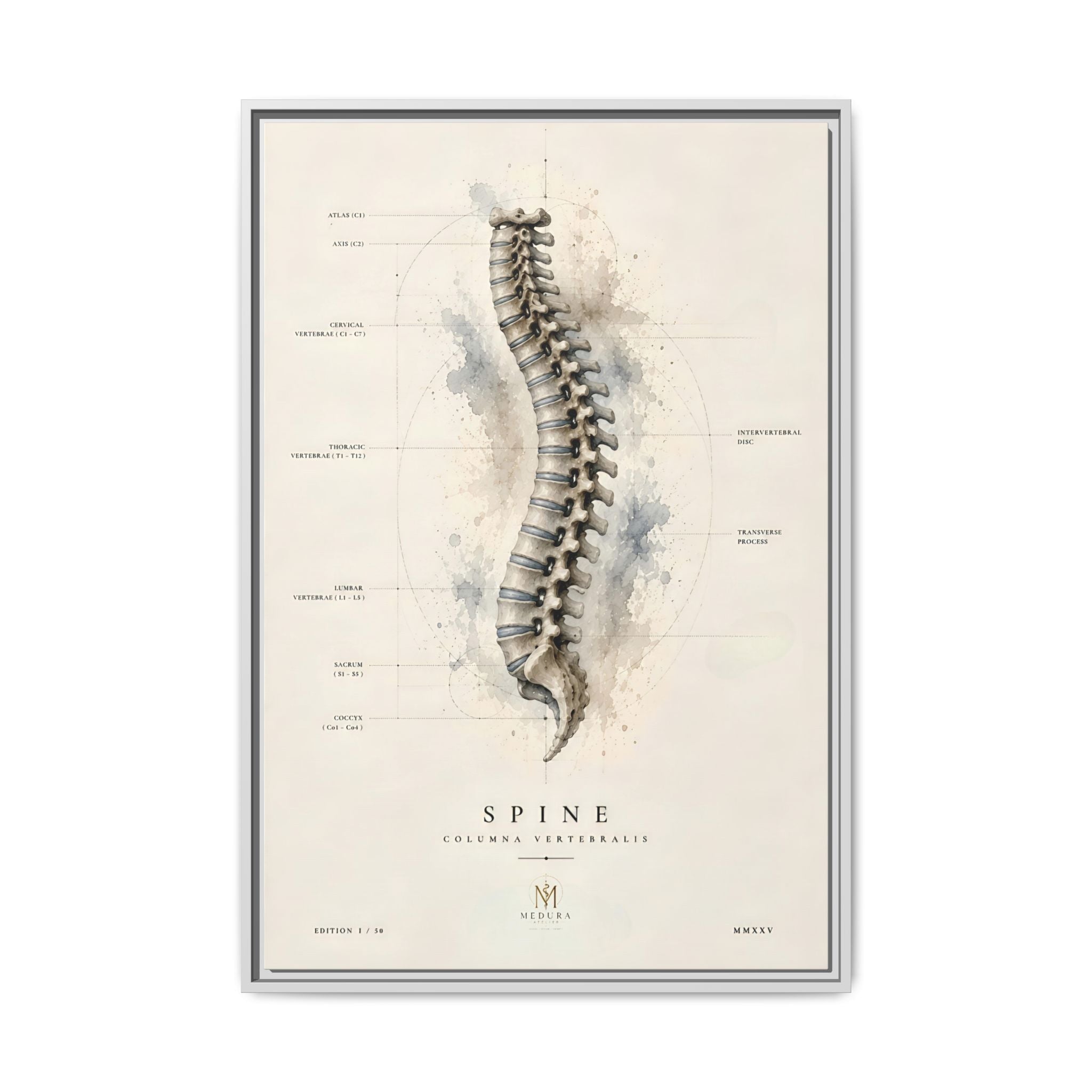 Anatomical Spine Wall Art | Luxury Vertebral Column Canvas Print | Museum-Inspired Fine Art