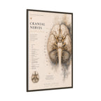 White Matter Brain Wall Art | Luxury Neuroscience Canvas Print | Museum-Inspired Fine Art
