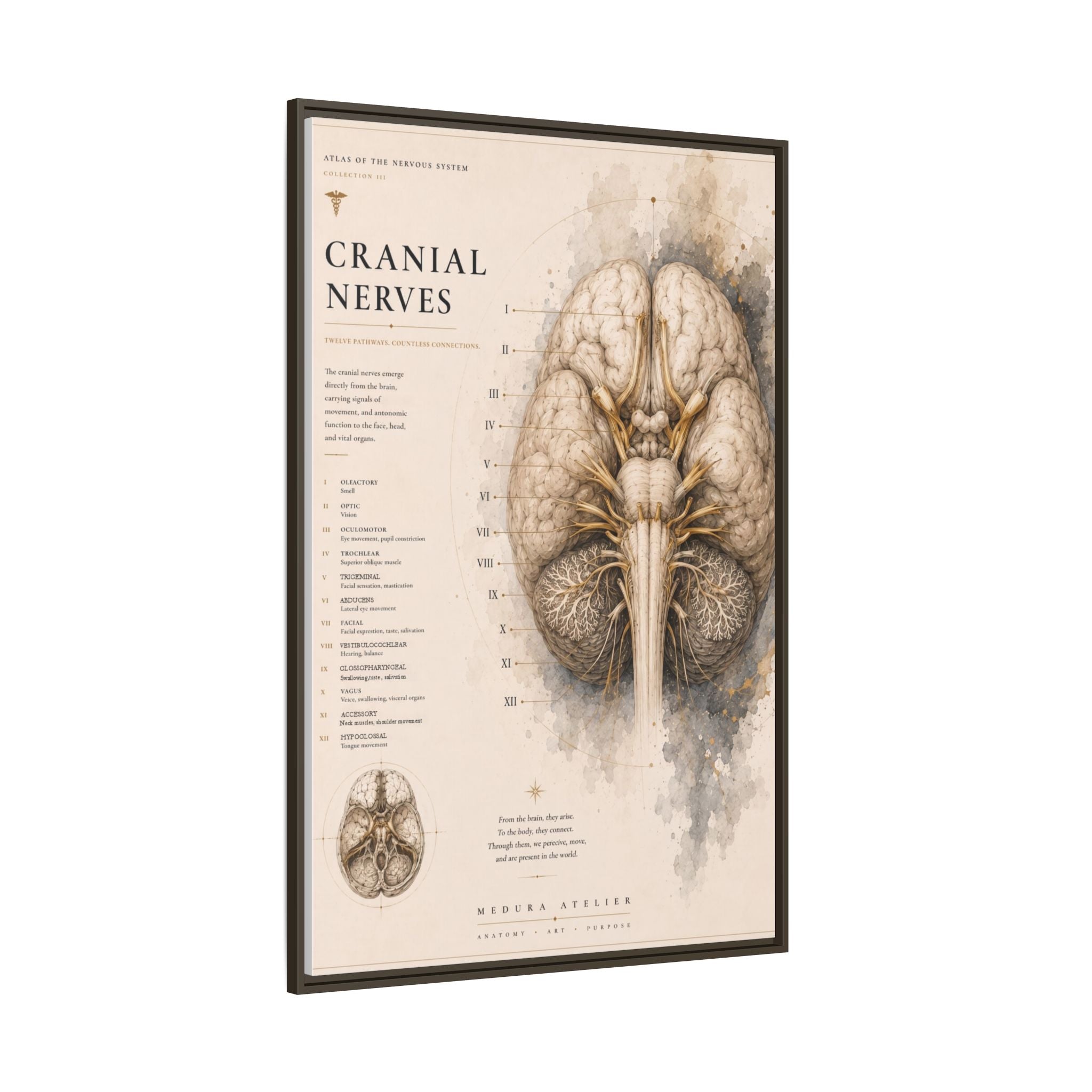 White Matter Brain Wall Art | Luxury Neuroscience Canvas Print | Museum-Inspired Fine Art