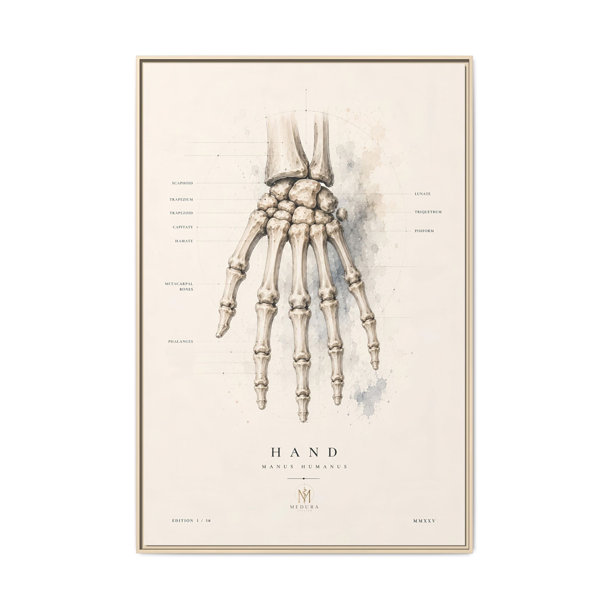 Anatomical Hand Skeleton Wall Art | Luxury Orthopaedic Canvas Print | Museum-Inspired Fine Art
