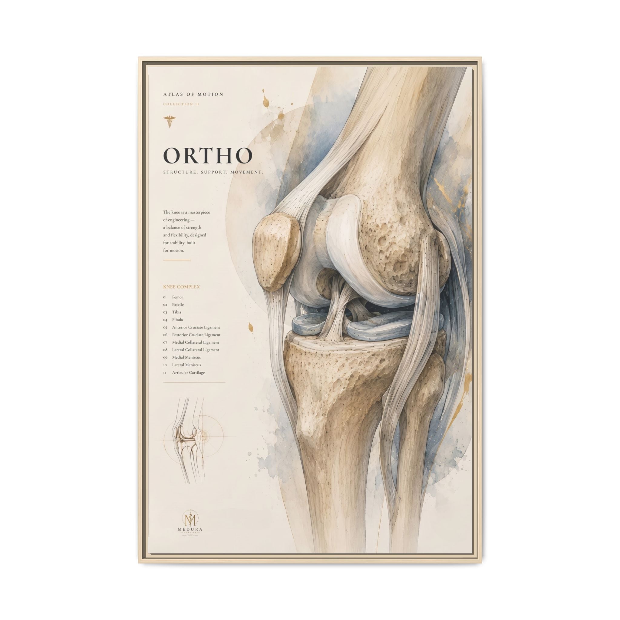 Orthopaedic Knee Anatomy Wall Art | Luxury Orthopedic Canvas Print | Museum-Inspired Fine Art