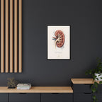 Anatomical Kidney Wall Art | Luxury Nephrology Canvas Print | Museum-Inspired Fine Art