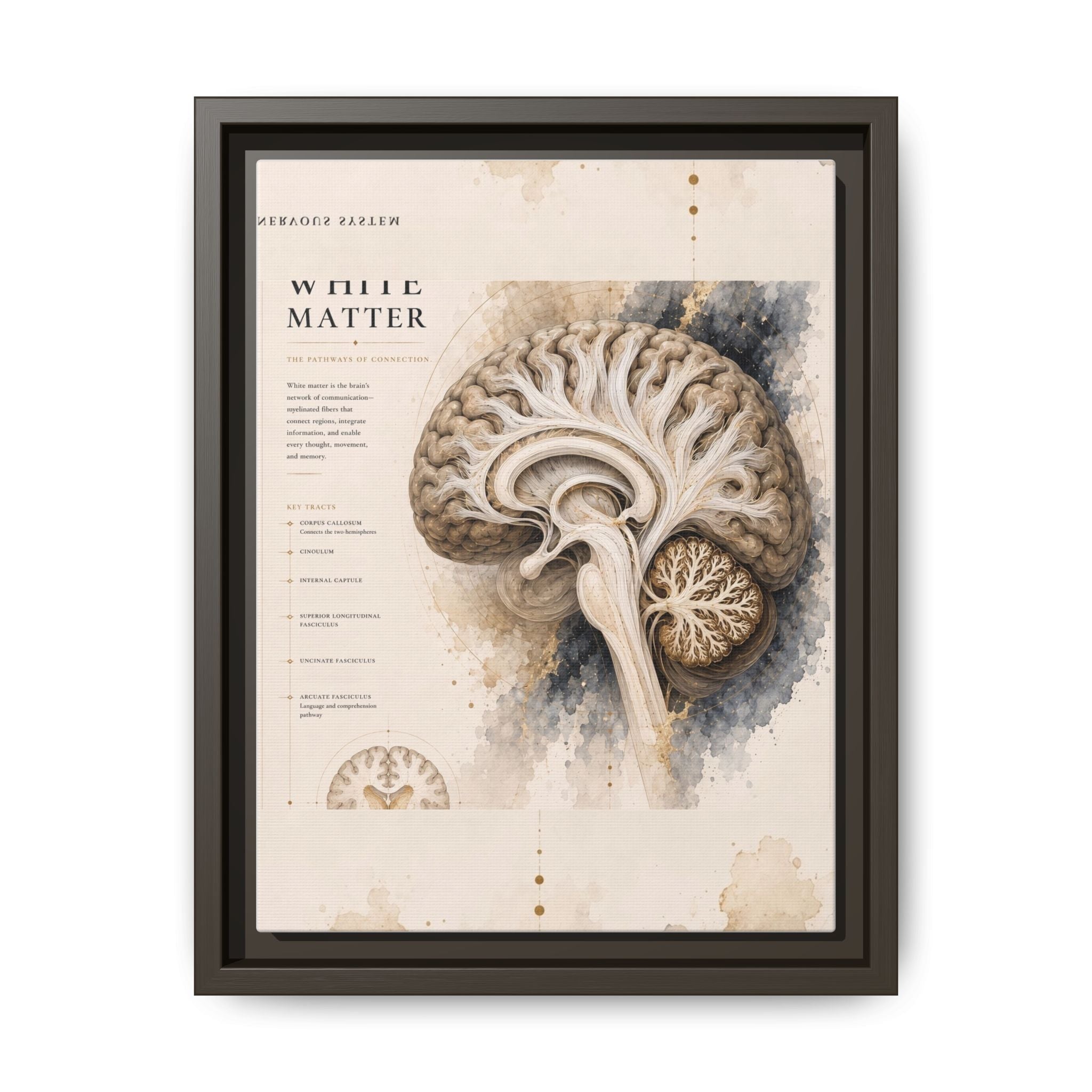 White Matter Brain Wall Art | Luxury Neuroscience Canvas Print | Museum-Inspired Fine Art