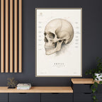 Anatomical Skull Wall Art | Luxury Medical Canvas Print | Museum-Inspired Fine Art