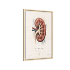 Anatomical Kidney Wall Art | Luxury Nephrology Canvas Print | Museum-Inspired Fine Art