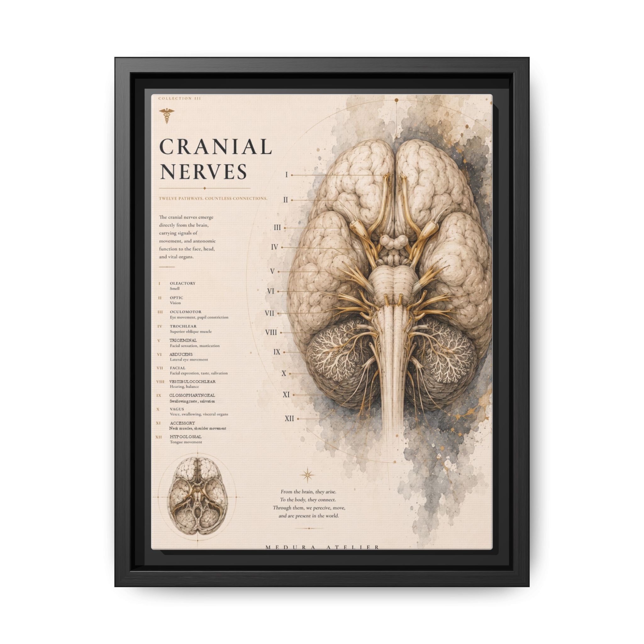White Matter Brain Wall Art | Luxury Neuroscience Canvas Print | Museum-Inspired Fine Art