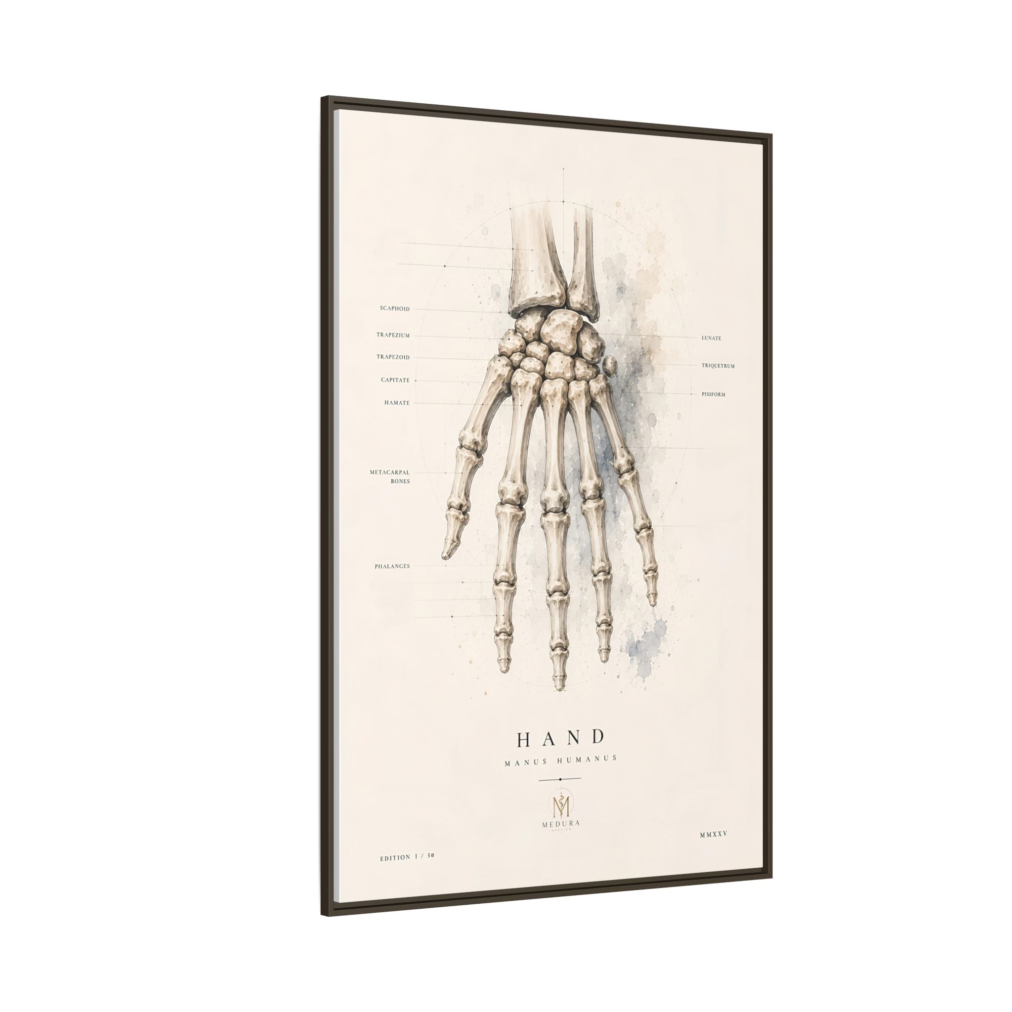 Anatomical Hand Skeleton Wall Art | Luxury Orthopaedic Canvas Print | Museum-Inspired Fine Art
