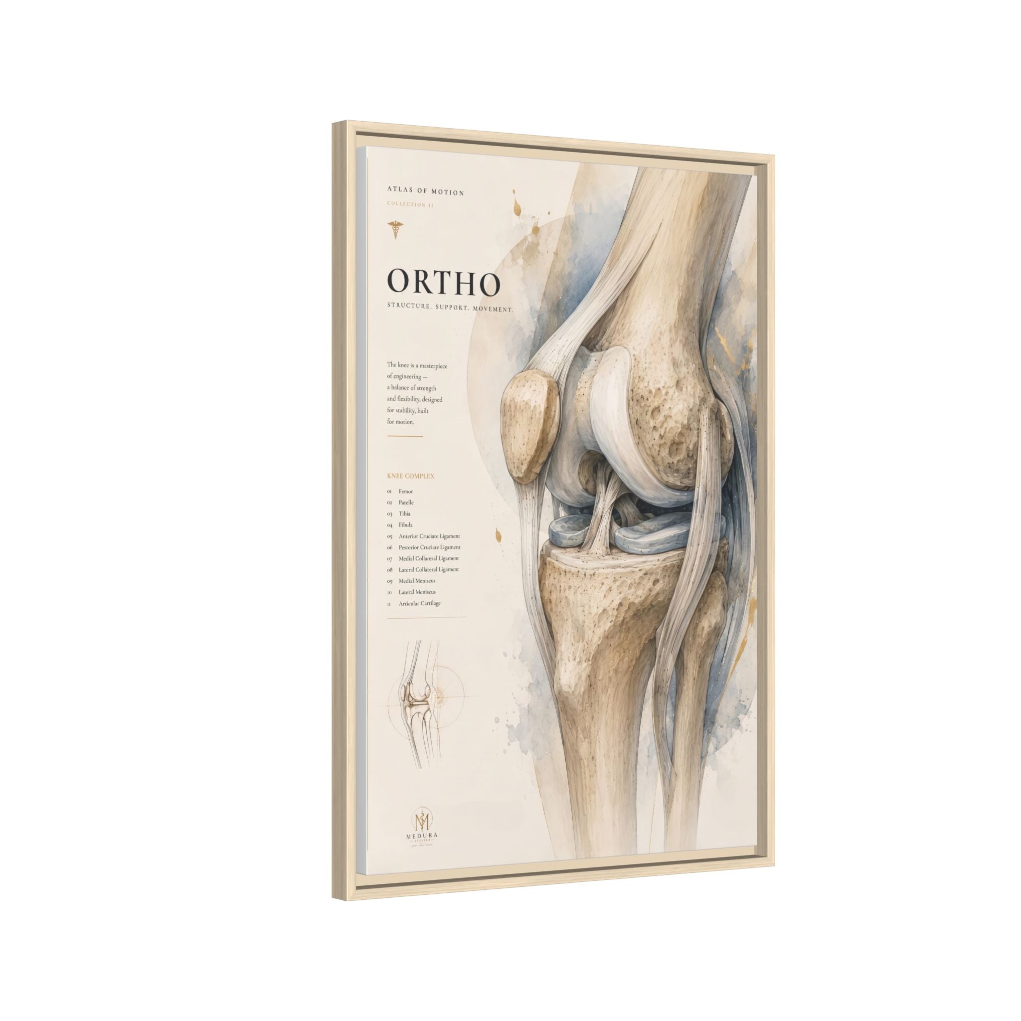 Orthopaedic Knee Anatomy Wall Art | Luxury Orthopedic Canvas Print | Museum-Inspired Fine Art