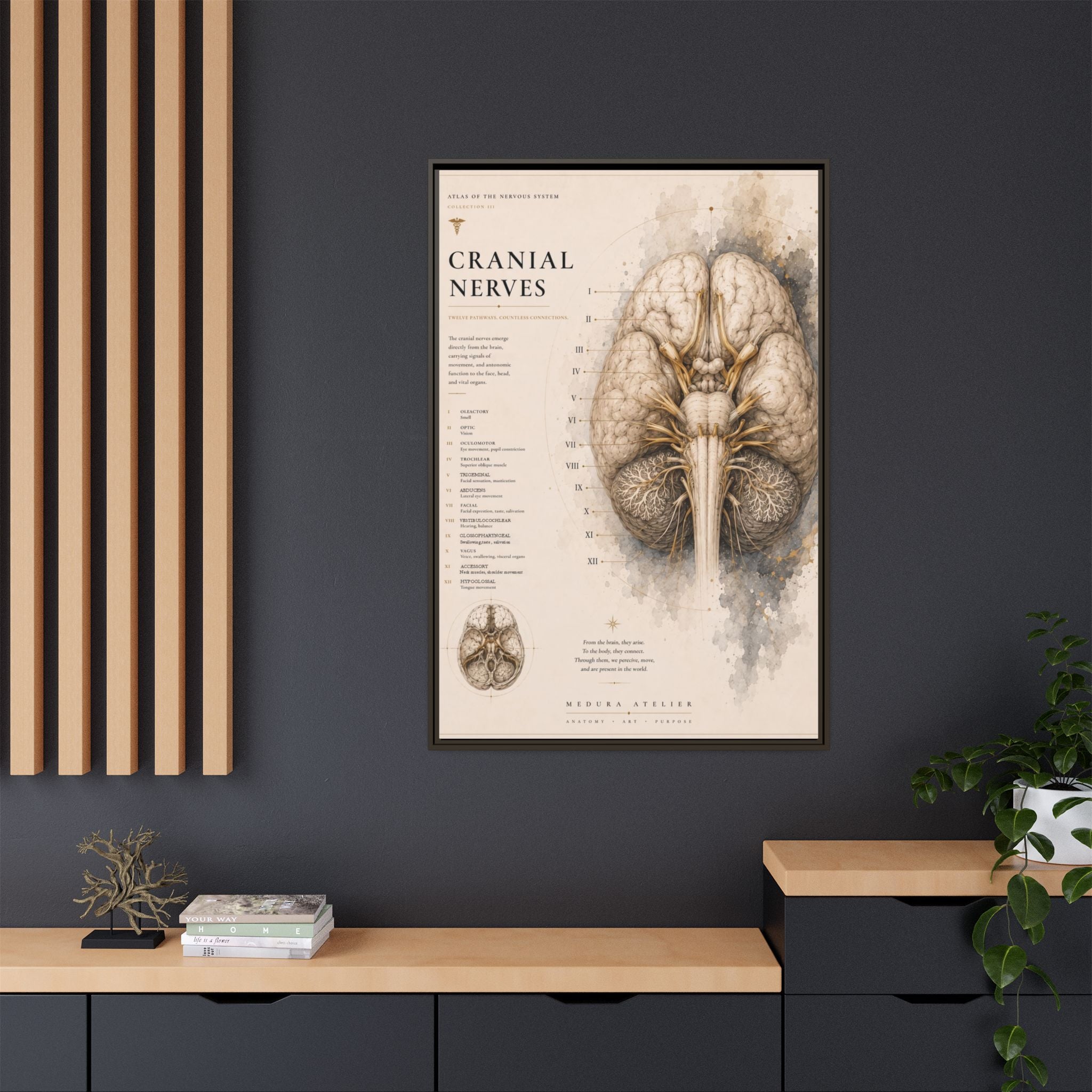 White Matter Brain Wall Art | Luxury Neuroscience Canvas Print | Museum-Inspired Fine Art