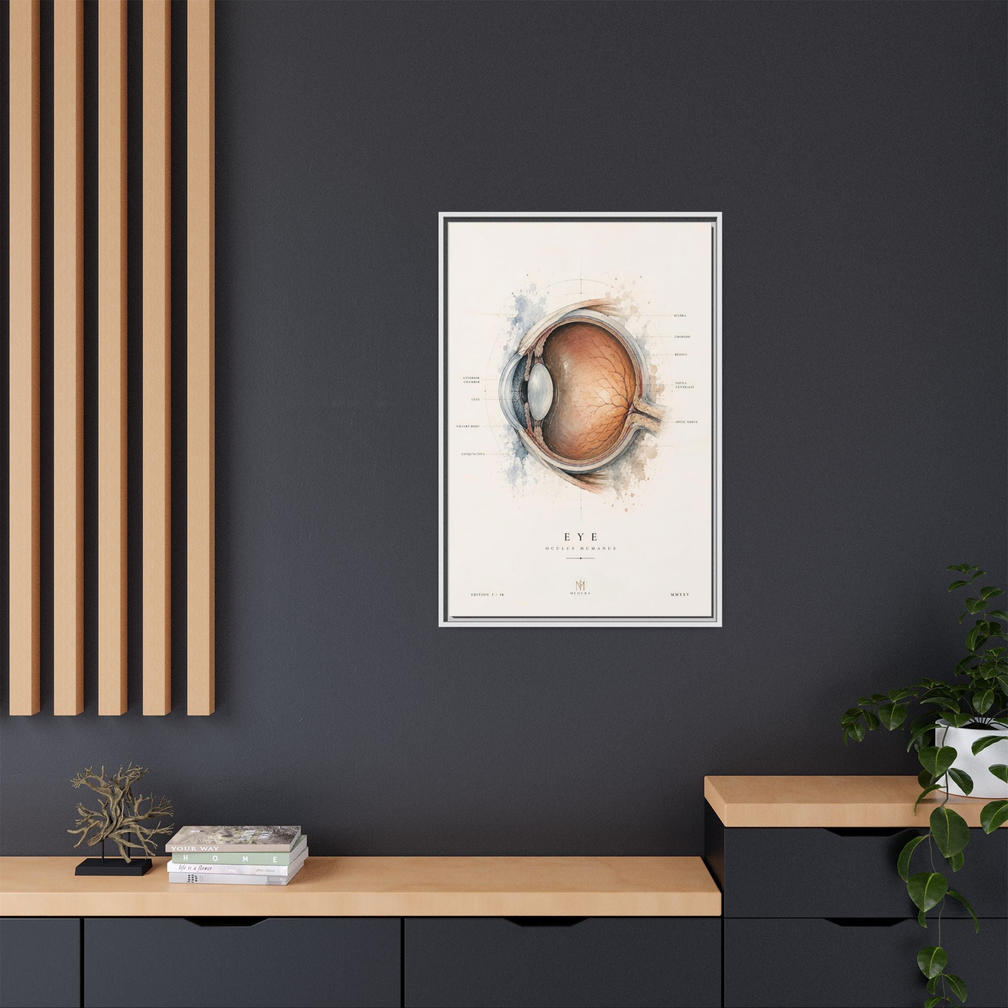 Anatomical Eye Canvas Print | Luxury Ophthalmology Wall Art | Museum-Inspired Medical Decor