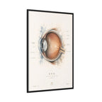 Anatomical Eye Canvas Print | Luxury Ophthalmology Wall Art | Museum-Inspired Medical Decor