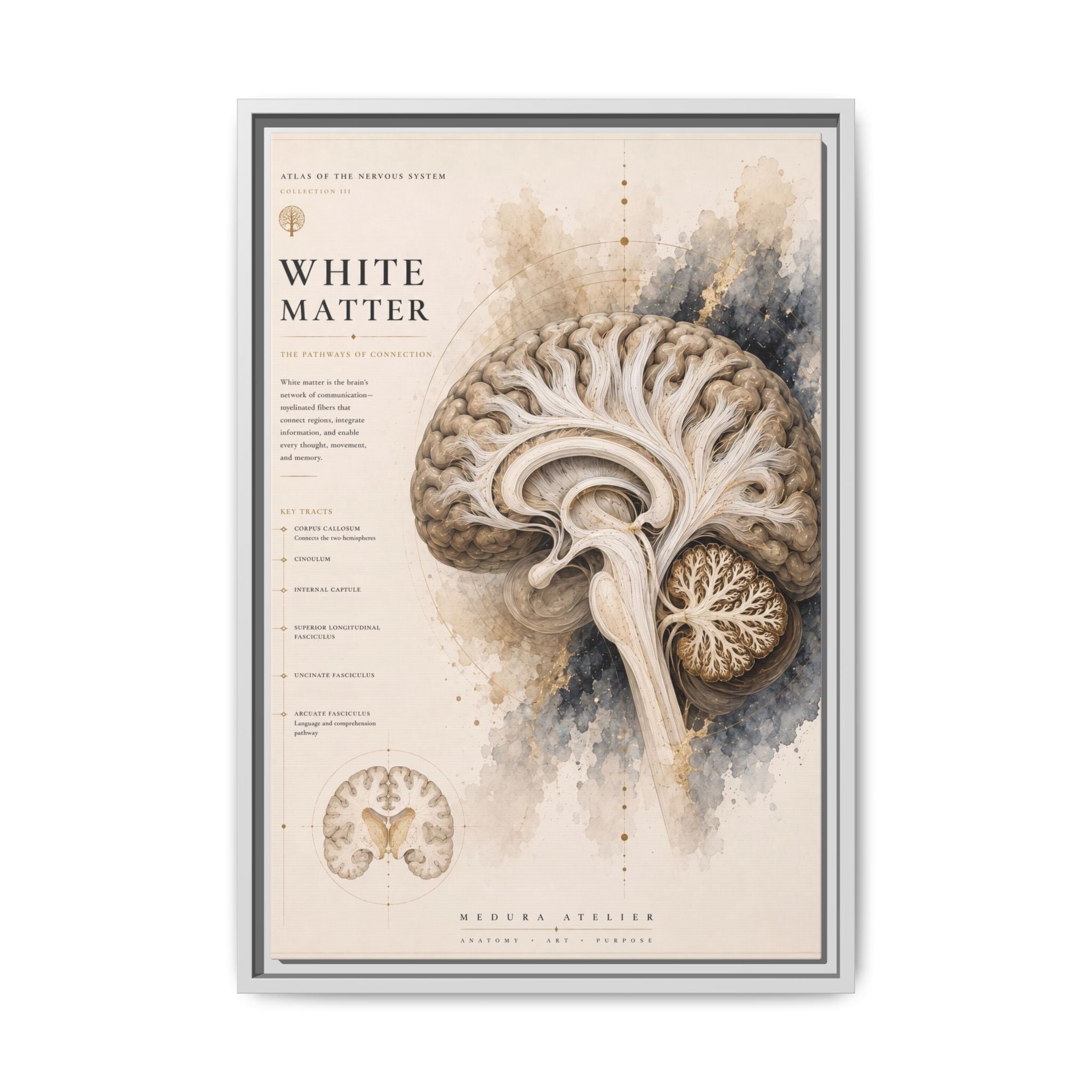 White Matter Brain Wall Art | Luxury Neuroscience Canvas Print | Museum-Inspired Fine Art