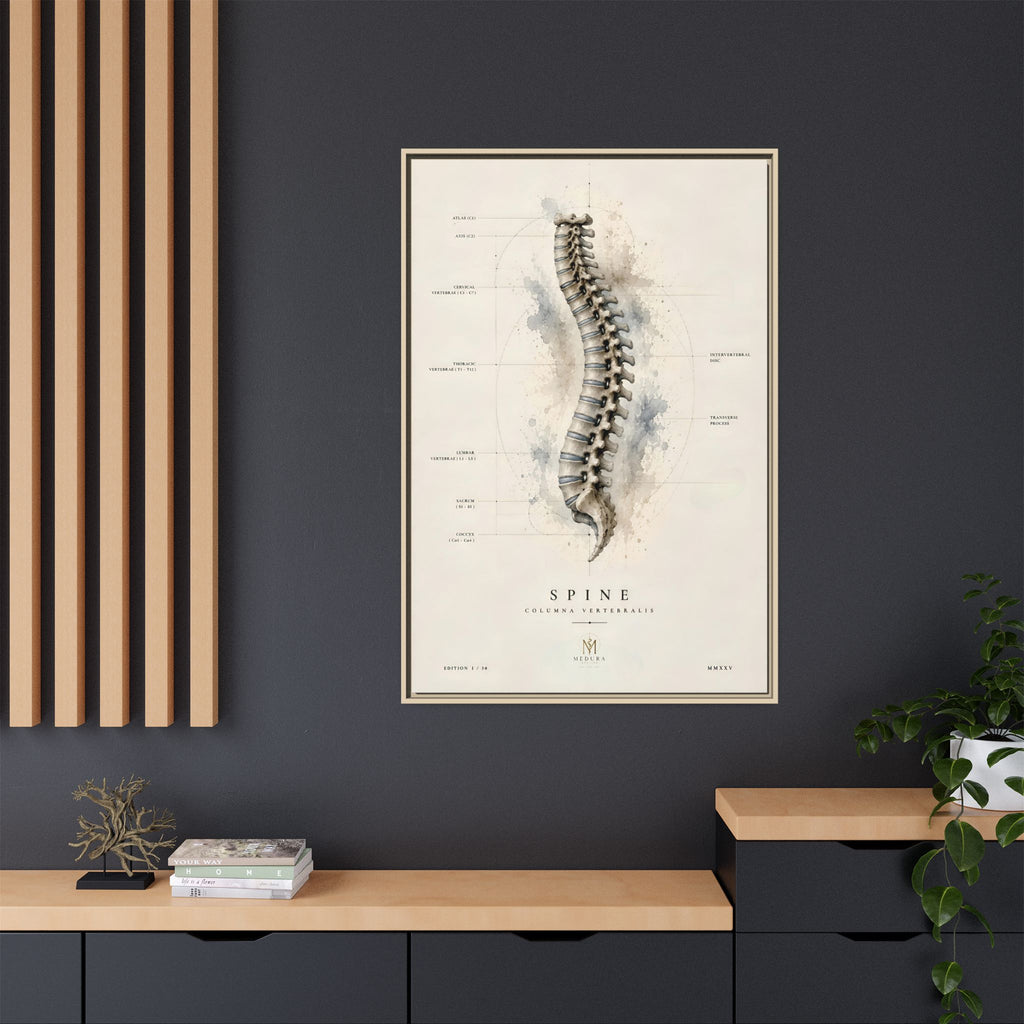 Anatomical Spine Wall Art | Luxury Vertebral Column Canvas Print | Museum-Inspired Fine Art