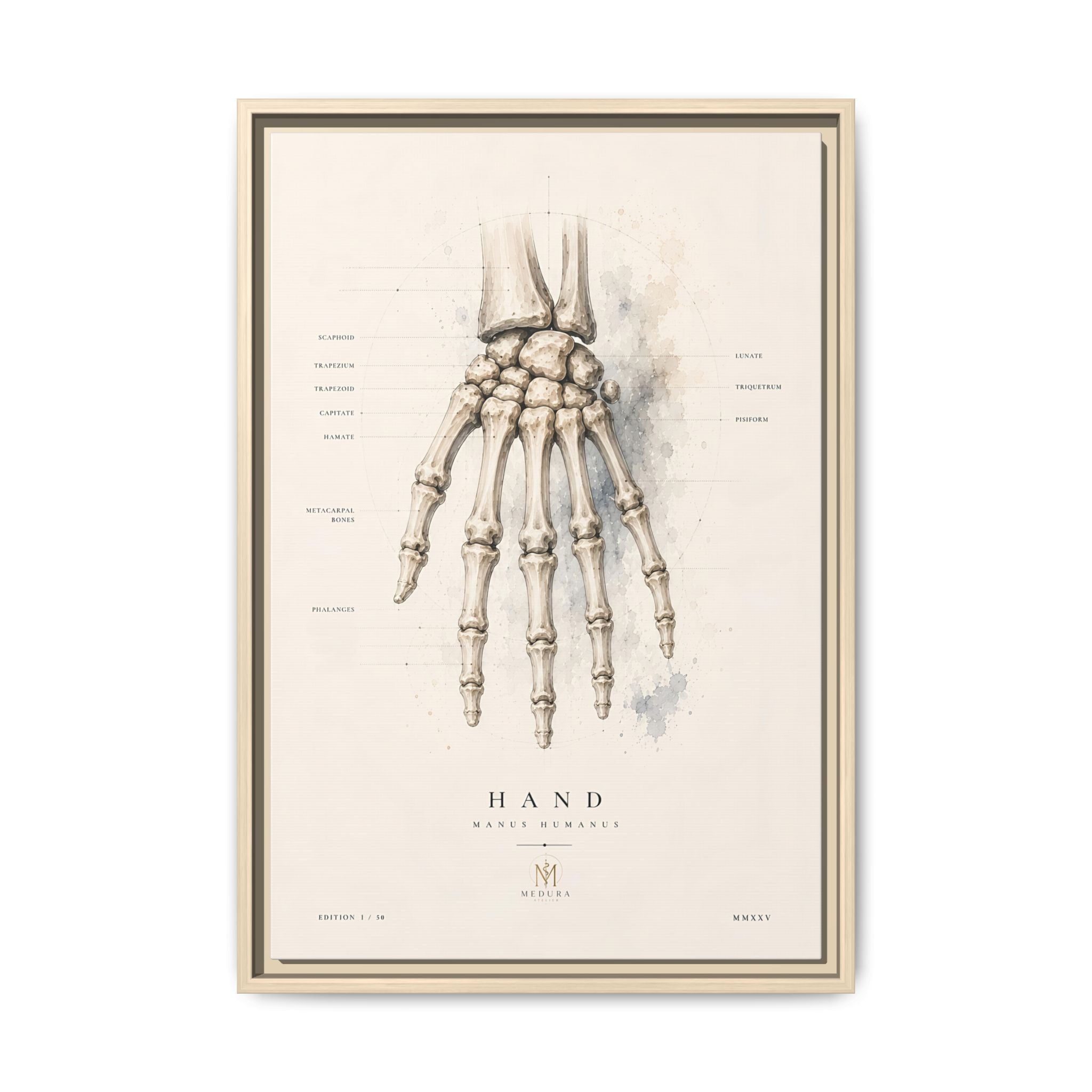 Anatomical Hand Skeleton Wall Art | Luxury Orthopaedic Canvas Print | Museum-Inspired Fine Art