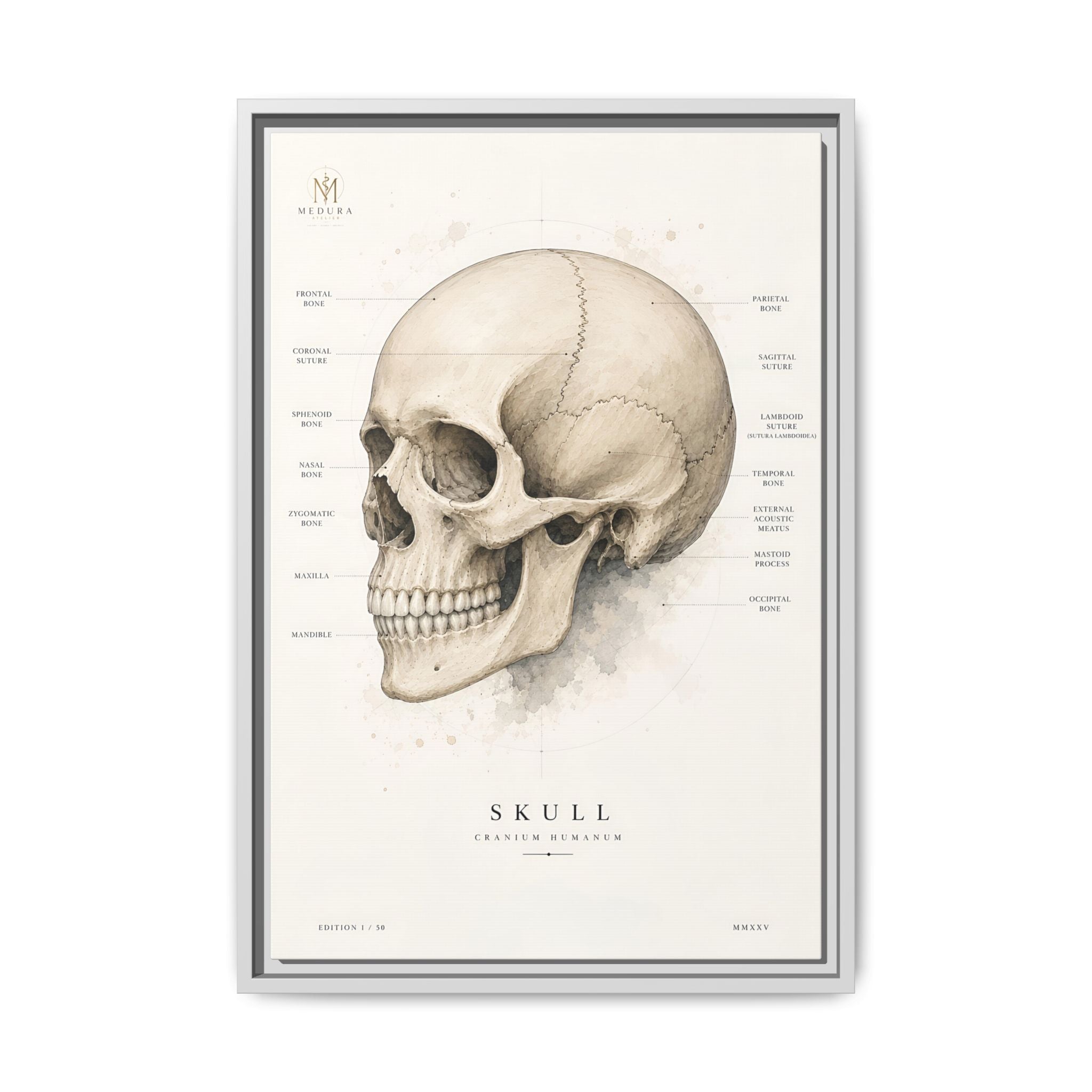 Anatomical Skull Wall Art | Luxury Medical Canvas Print | Museum-Inspired Fine Art