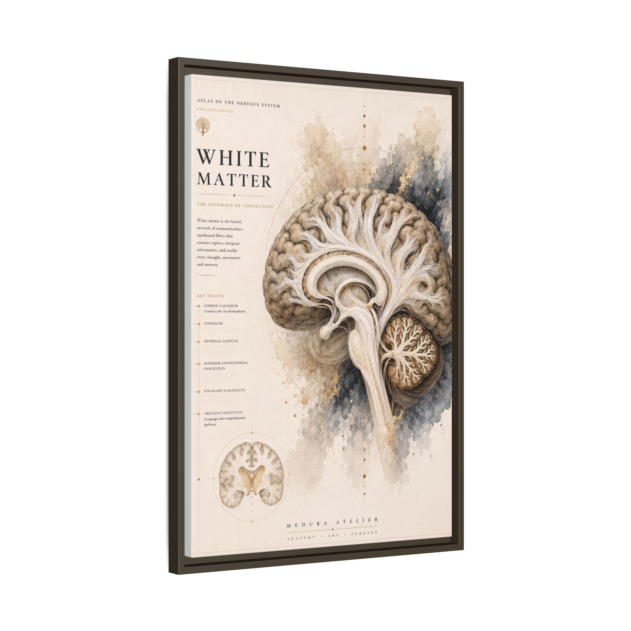 White Matter Brain Wall Art | Luxury Neuroscience Canvas Print | Museum-Inspired Fine Art