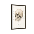 Anatomical Skull Wall Art | Luxury Medical Canvas Print | Museum-Inspired Fine Art