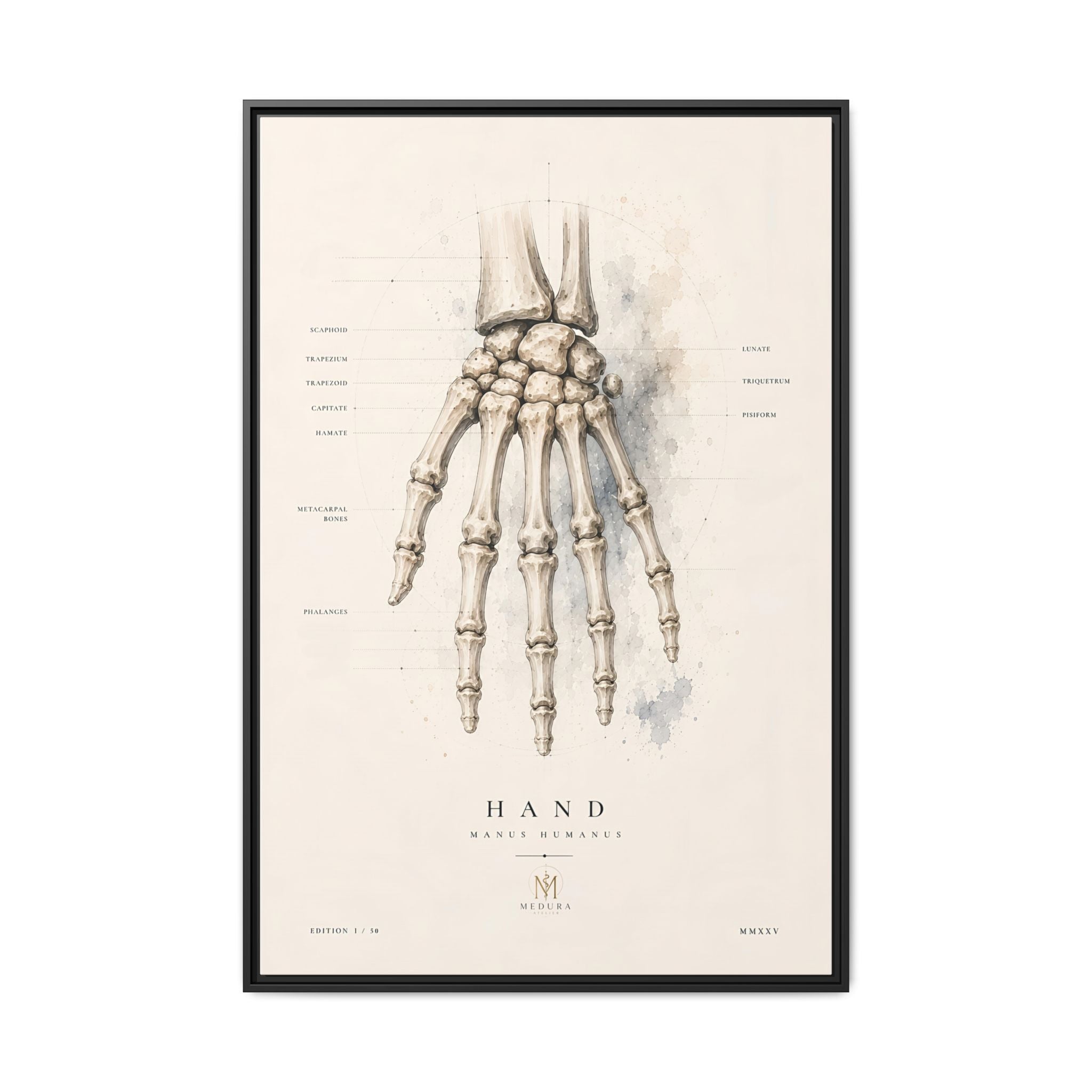 Anatomical Hand Skeleton Wall Art | Luxury Orthopaedic Canvas Print | Museum-Inspired Fine Art