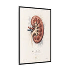 Anatomical Kidney Wall Art | Luxury Nephrology Canvas Print | Museum-Inspired Fine Art