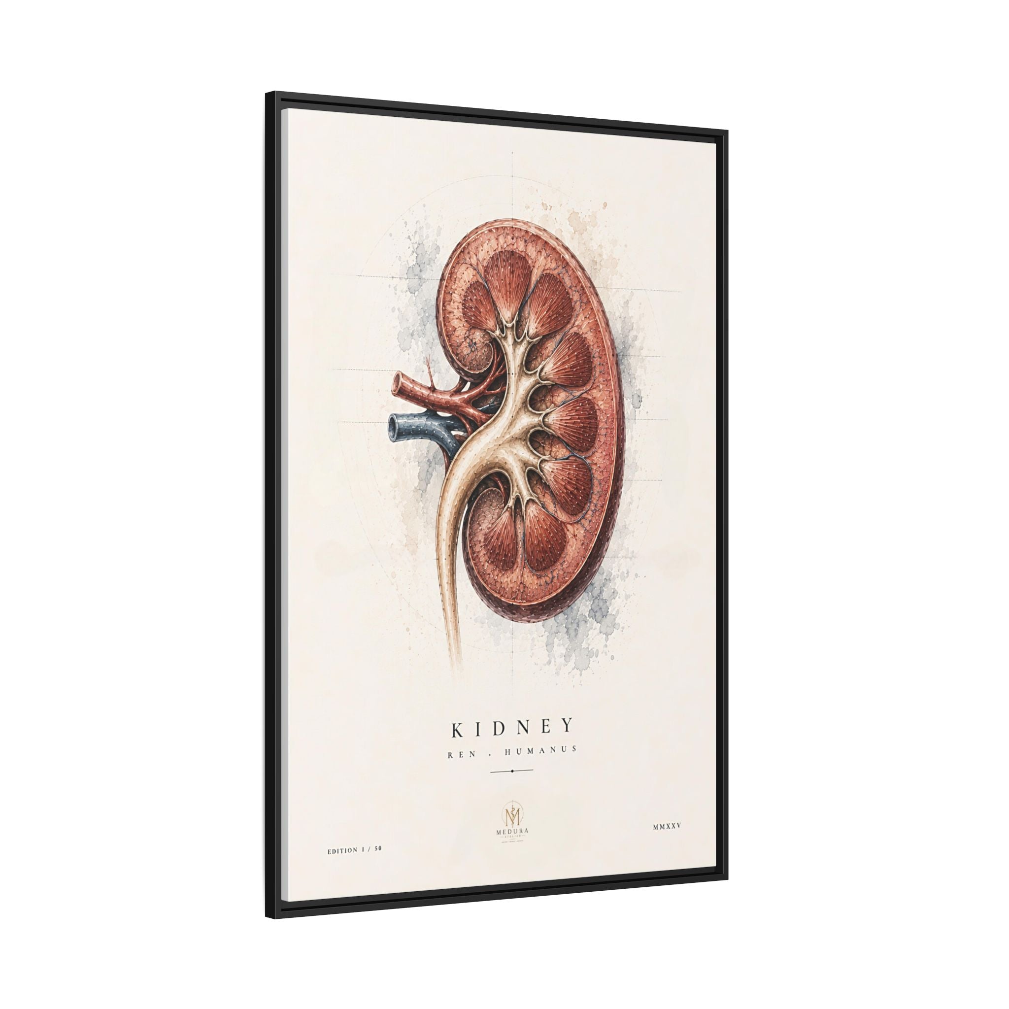 Anatomical Kidney Wall Art | Luxury Nephrology Canvas Print | Museum-Inspired Fine Art