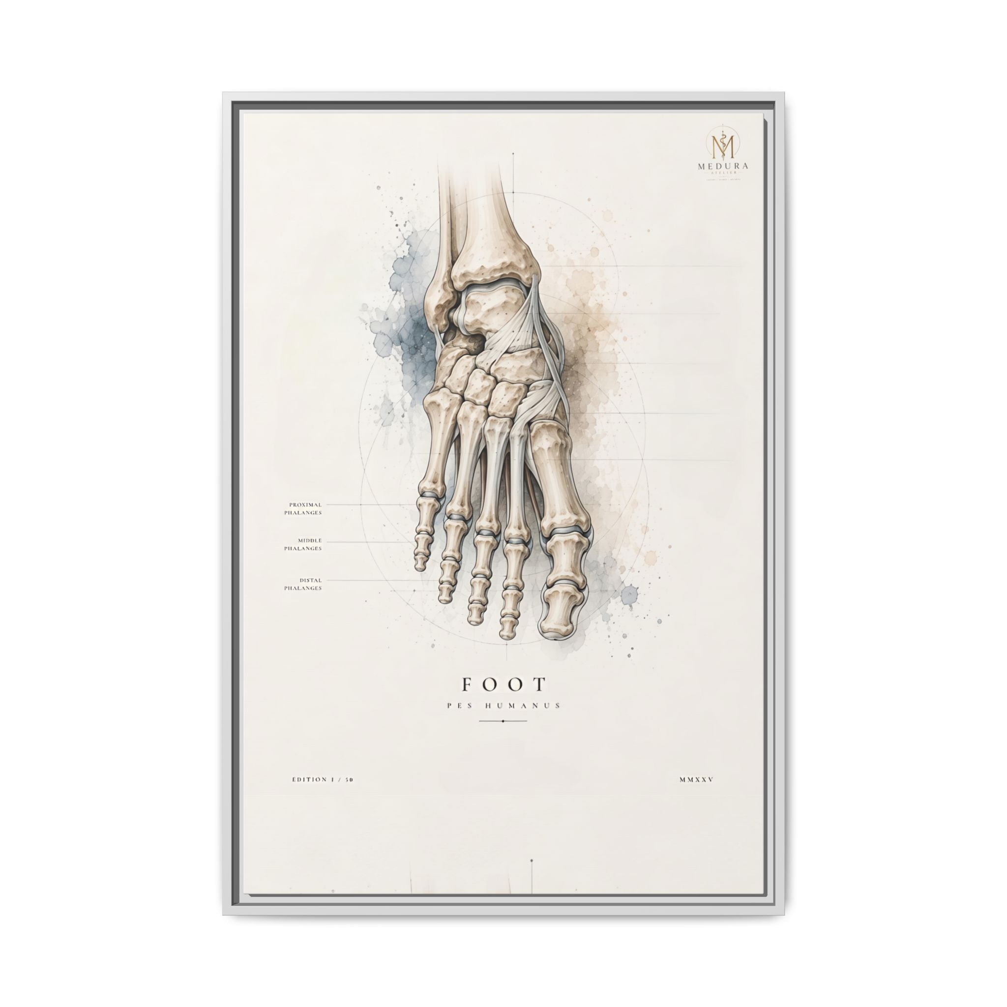 Anatomical Foot Skeleton Wall Art | Luxury Podiatry Canvas Print | Museum-Inspired Fine Art
