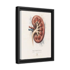Anatomical Kidney Wall Art | Luxury Nephrology Canvas Print | Museum-Inspired Fine Art