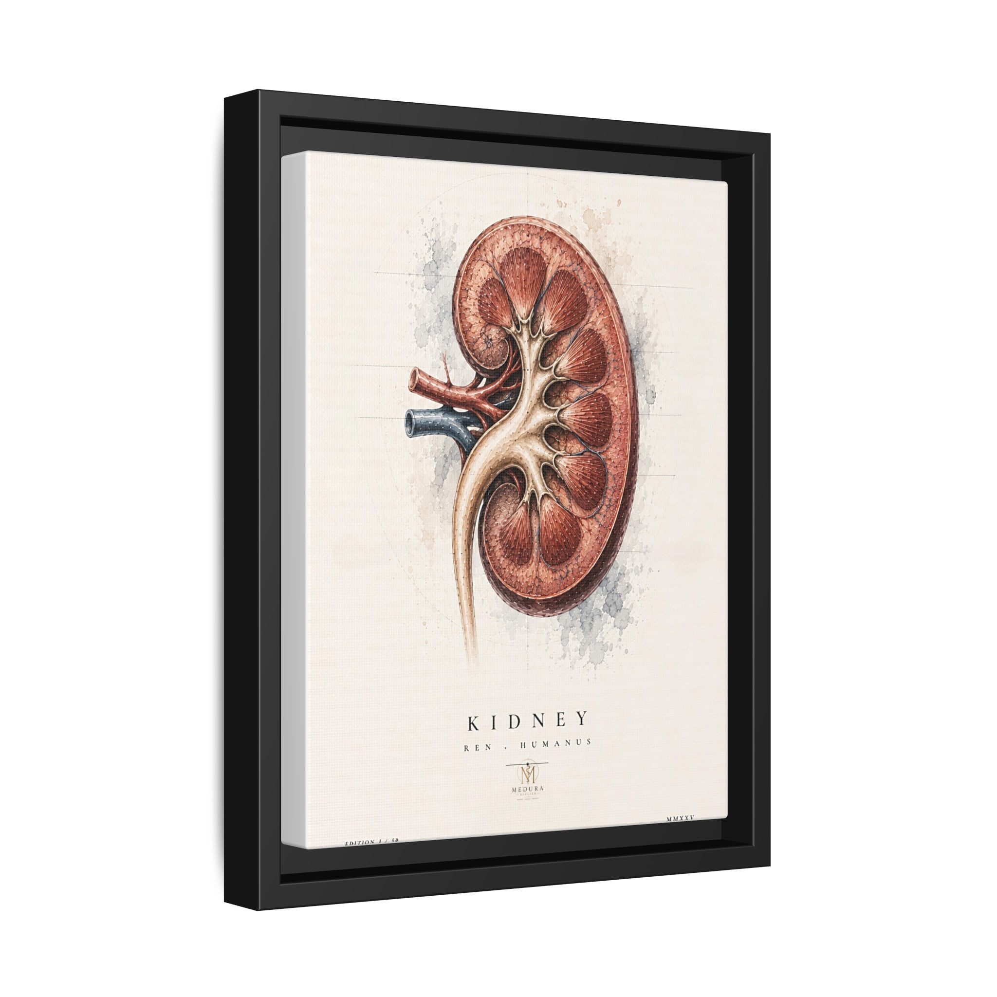 Anatomical Kidney Wall Art | Luxury Nephrology Canvas Print | Museum-Inspired Fine Art