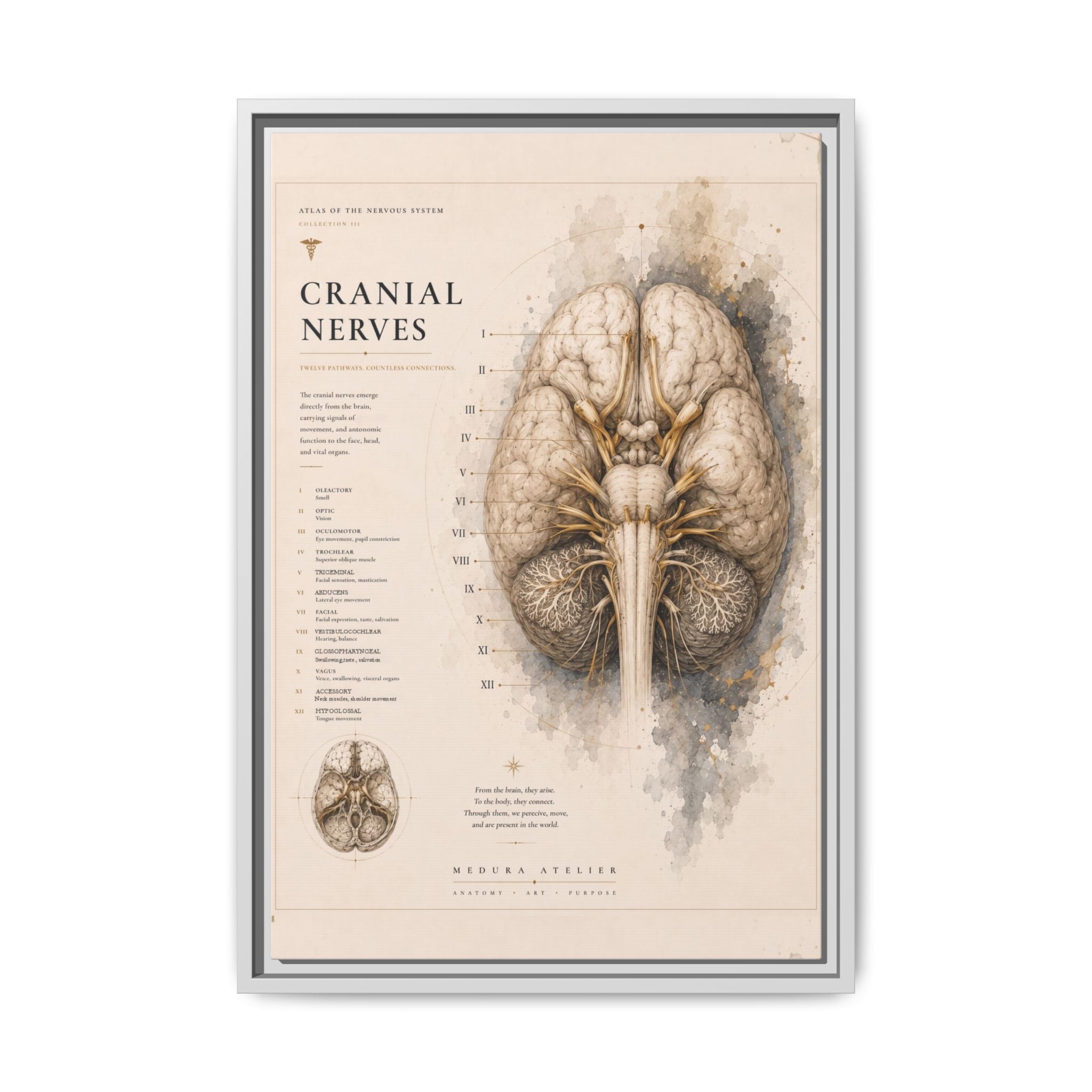 White Matter Brain Wall Art | Luxury Neuroscience Canvas Print | Museum-Inspired Fine Art