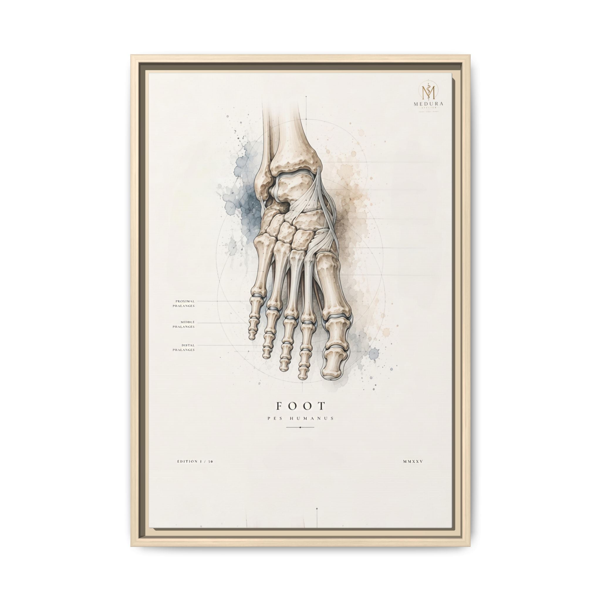 Anatomical Foot Skeleton Wall Art | Luxury Podiatry Canvas Print | Museum-Inspired Fine Art