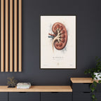 Anatomical Kidney Wall Art | Luxury Nephrology Canvas Print | Museum-Inspired Fine Art