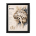 White Matter Brain Wall Art | Luxury Neuroscience Canvas Print | Museum-Inspired Fine Art