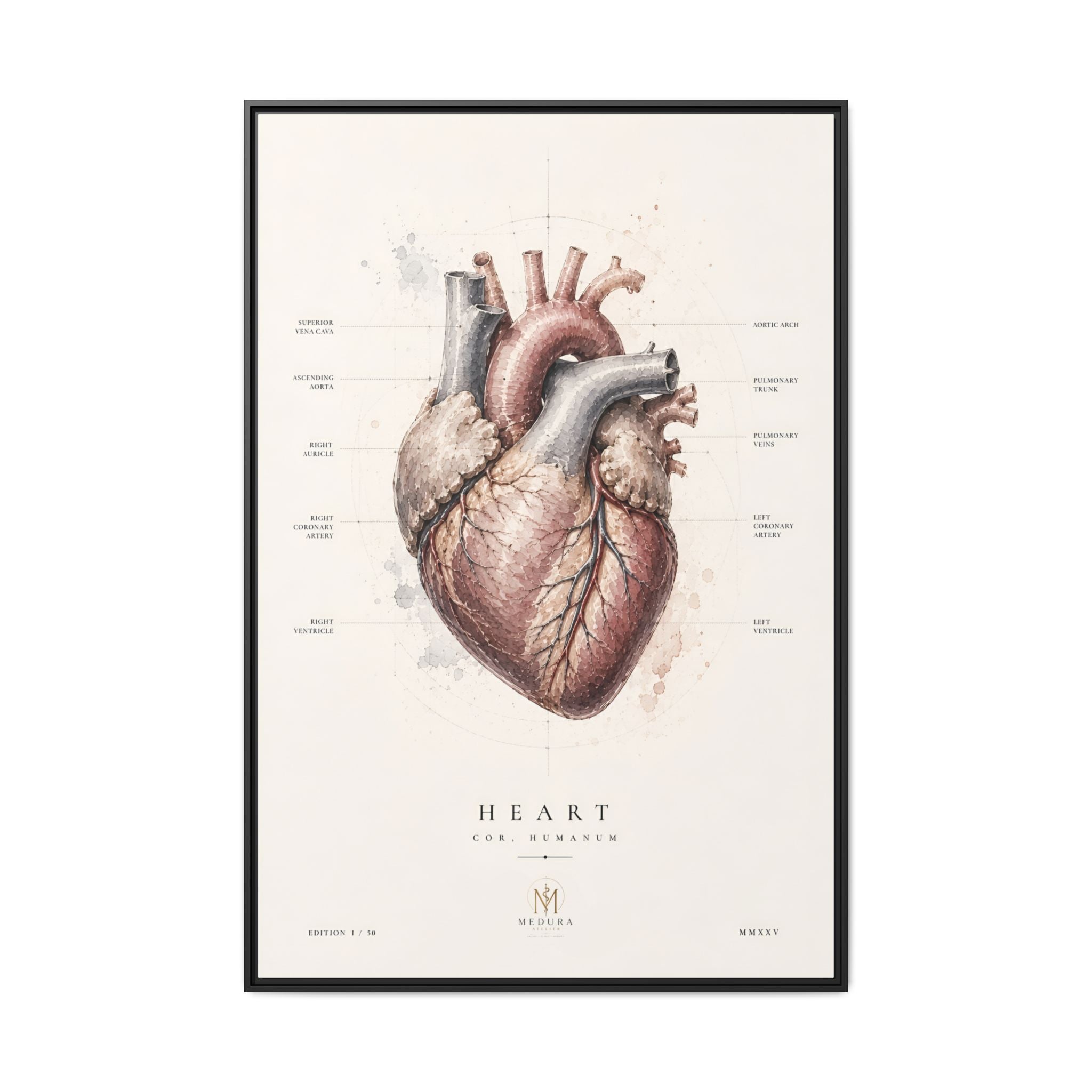 Anatomical Heart Wall Art | Luxury Medical Canvas Print | Museum-Inspired Fine Art