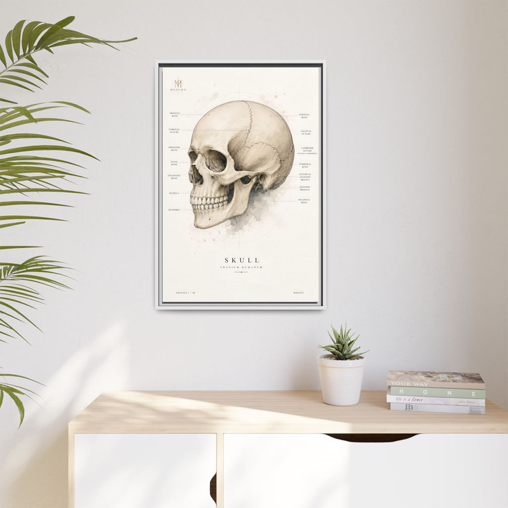 Anatomical Skull Wall Art | Luxury Medical Canvas Print | Museum-Inspired Fine Art