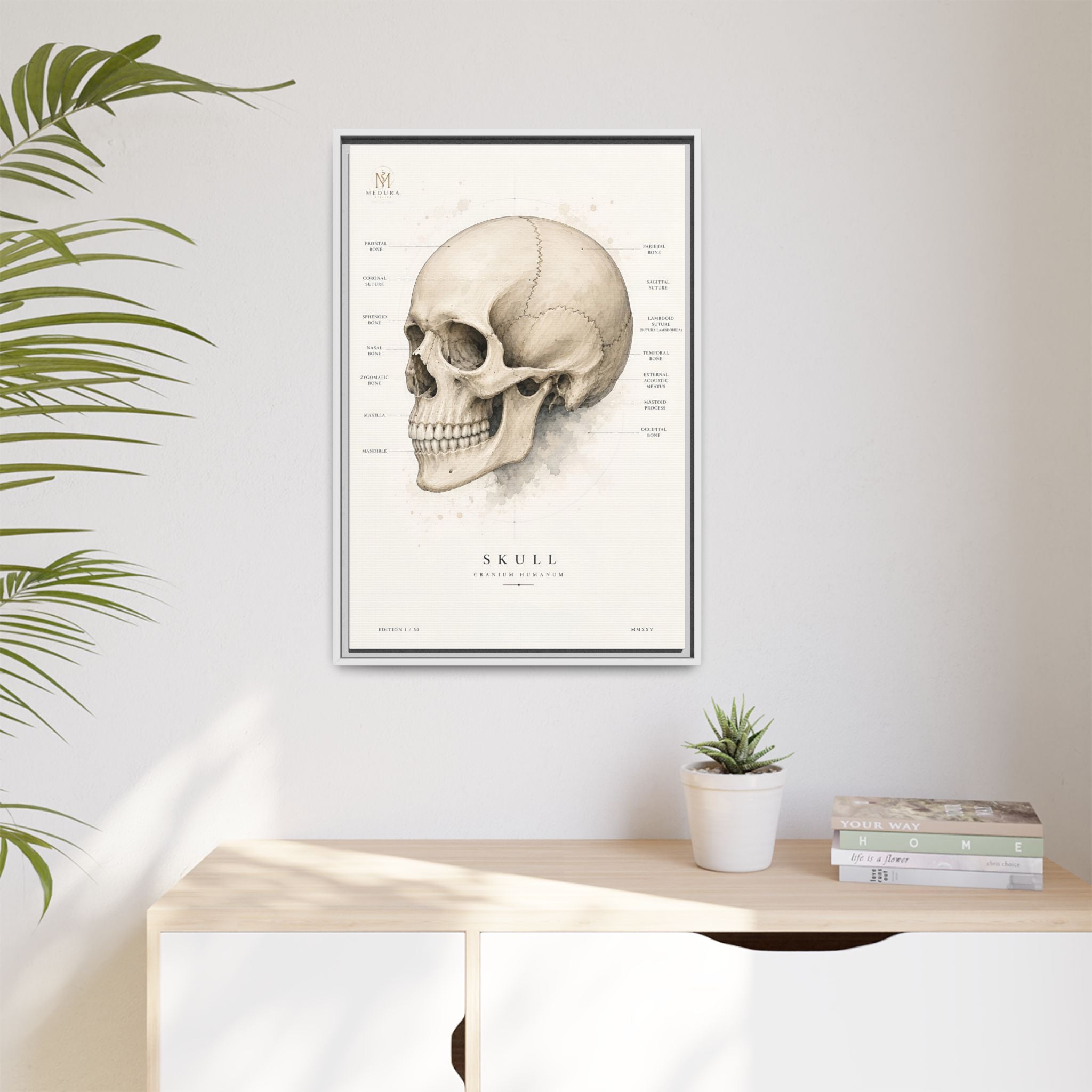 Anatomical Skull Wall Art | Luxury Medical Canvas Print | Museum-Inspired Fine Art
