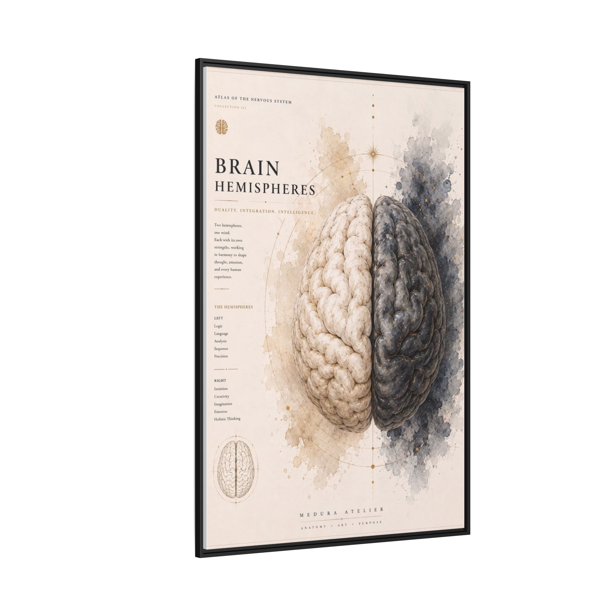 Brain Hemispheres Wall Art | Luxury Neuroscience Canvas Print | Museum-Inspired Fine Art