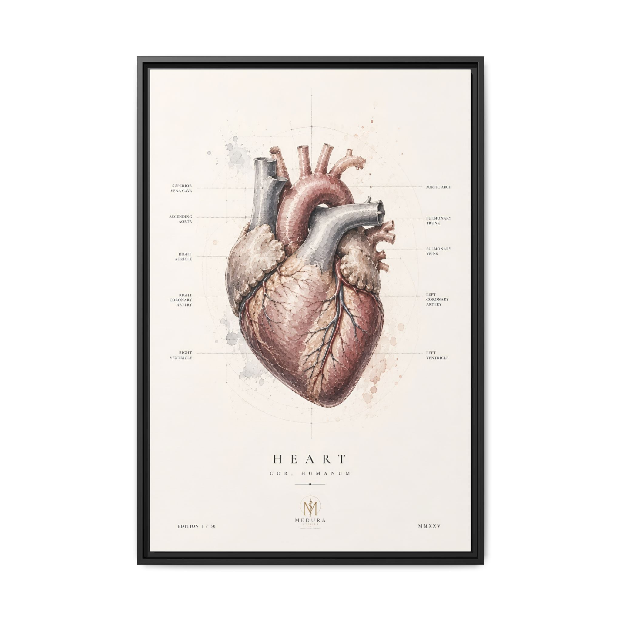 Anatomical Heart Wall Art | Luxury Medical Canvas Print | Museum-Inspired Fine Art