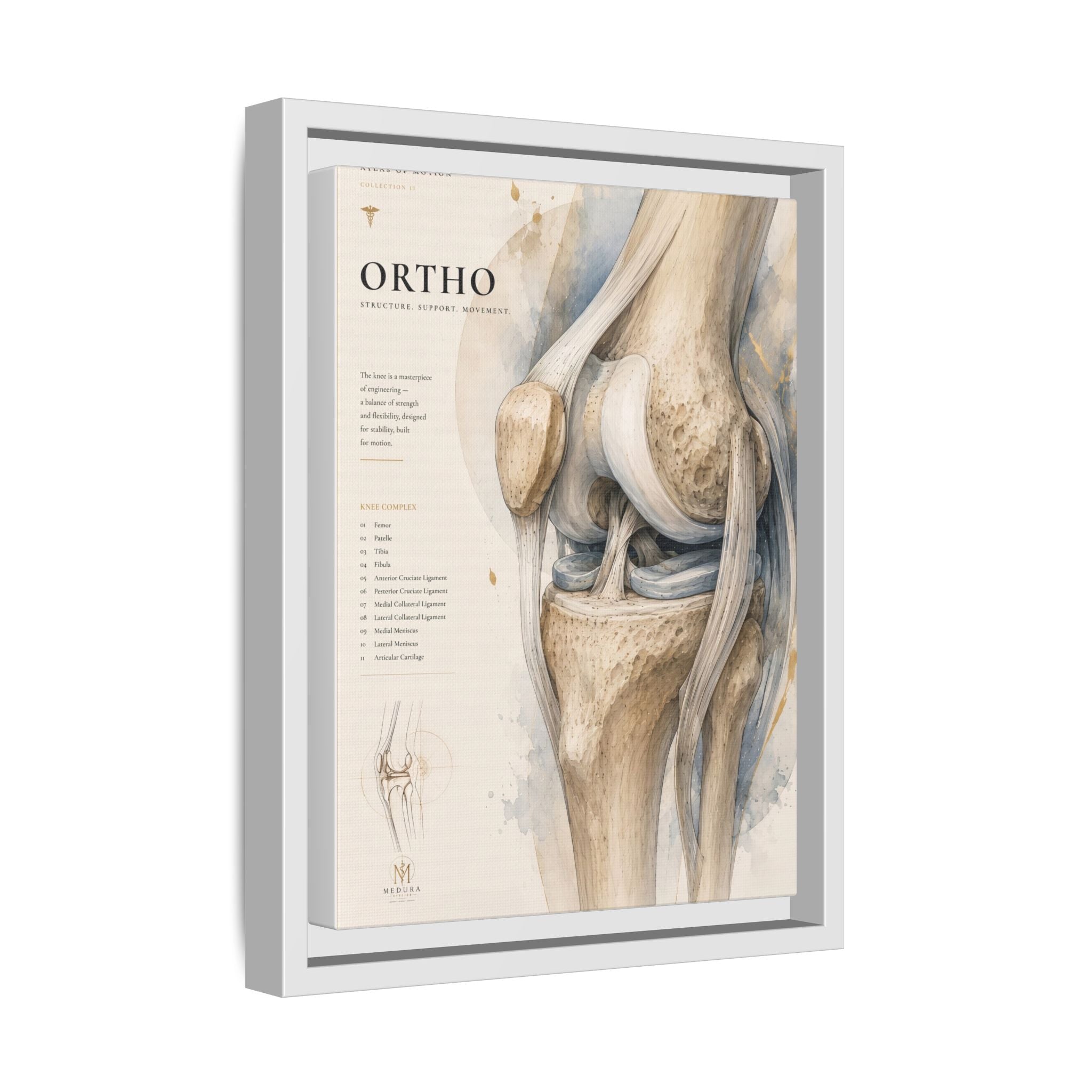 Orthopaedic Knee Anatomy Wall Art | Luxury Orthopedic Canvas Print | Museum-Inspired Fine Art