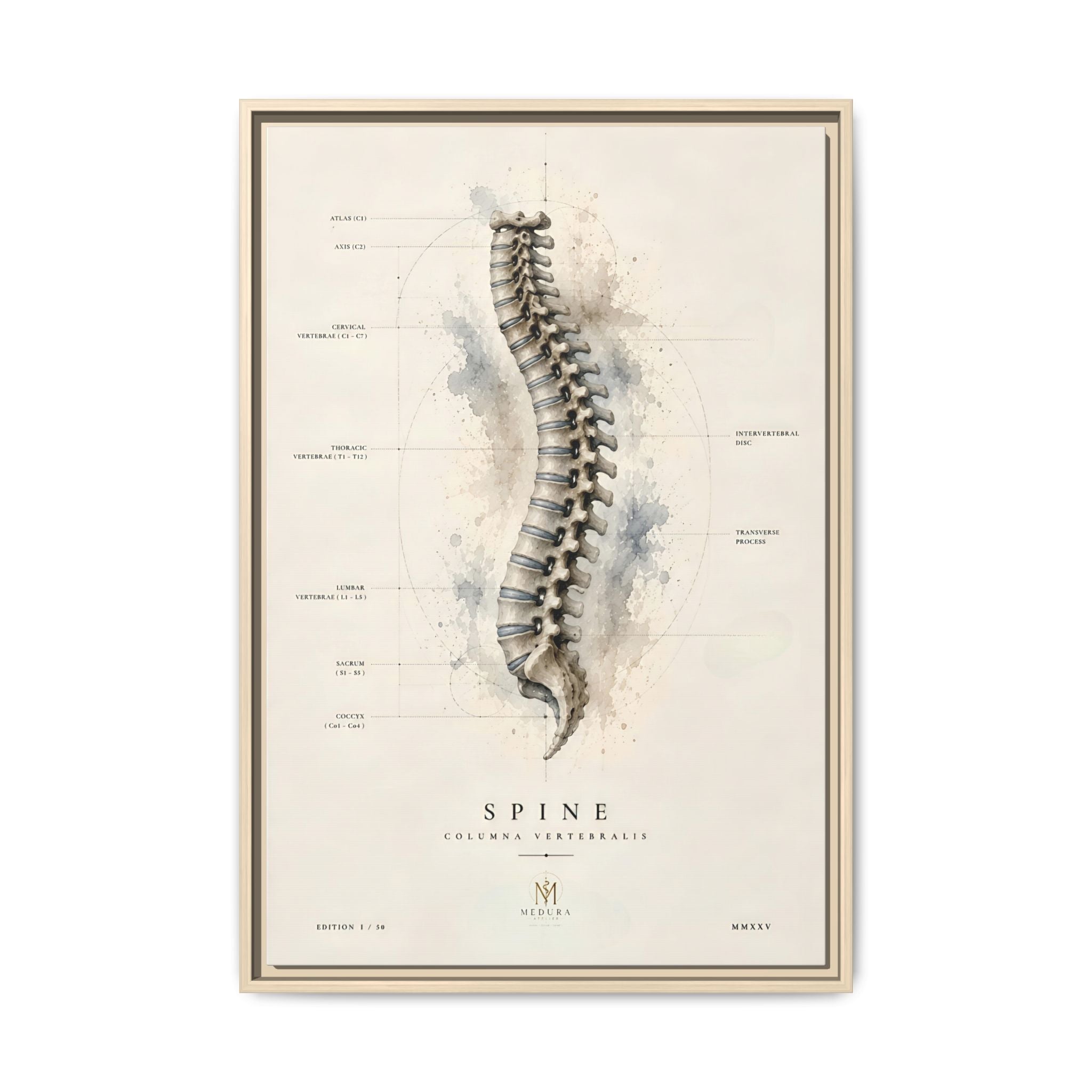 Anatomical Spine Wall Art | Luxury Vertebral Column Canvas Print | Museum-Inspired Fine Art