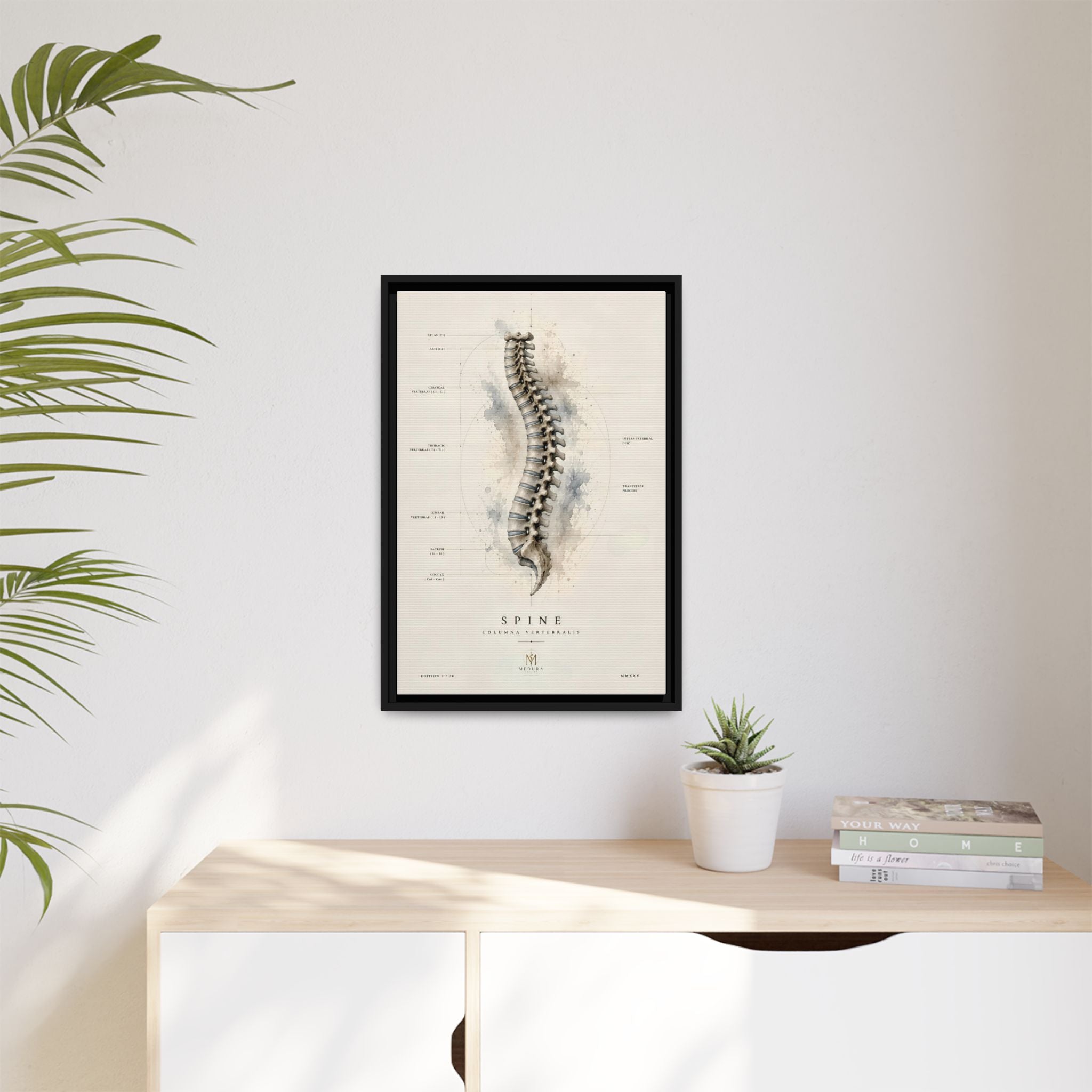 Anatomical Spine Wall Art | Luxury Vertebral Column Canvas Print | Museum-Inspired Fine Art