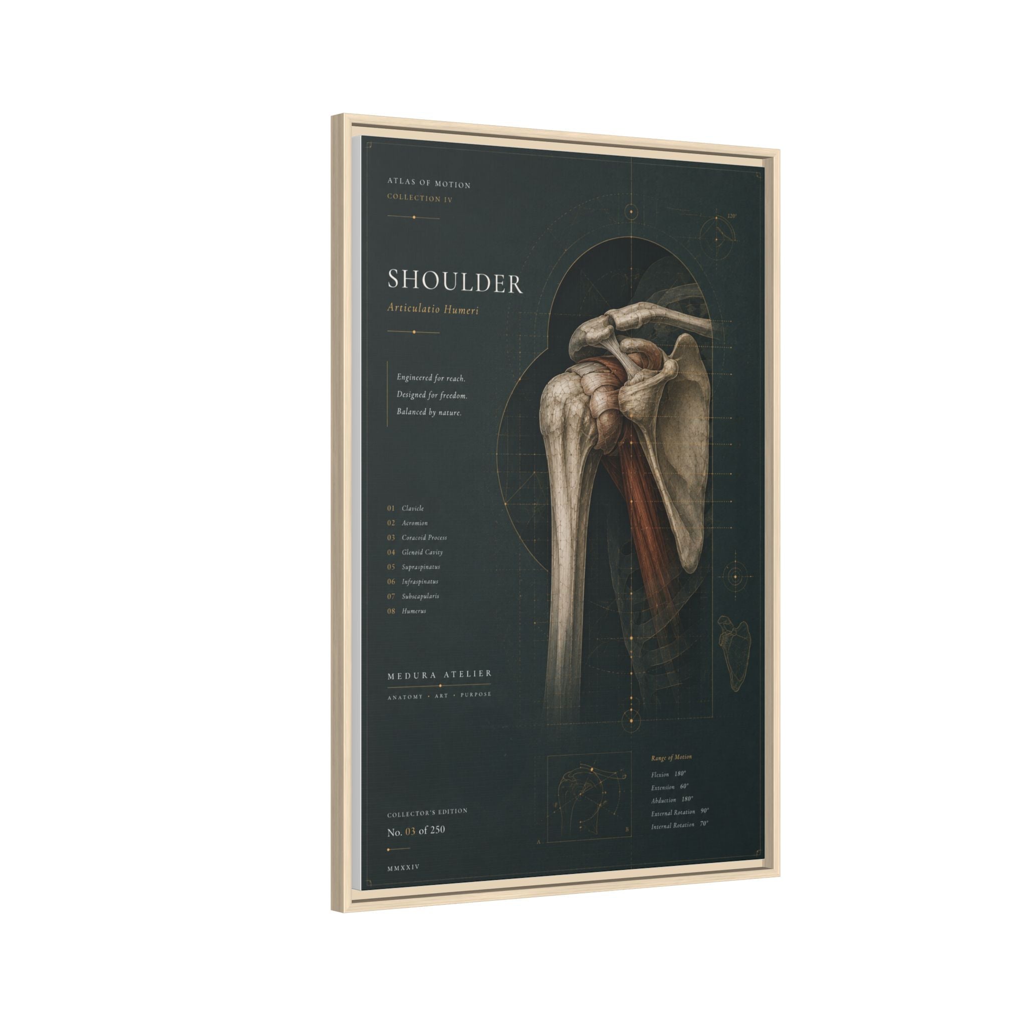 Copy of Atlas of Motion – Knee Wall Art | Luxury Orthopedic Canvas Print | Museum-Inspired Fine Art