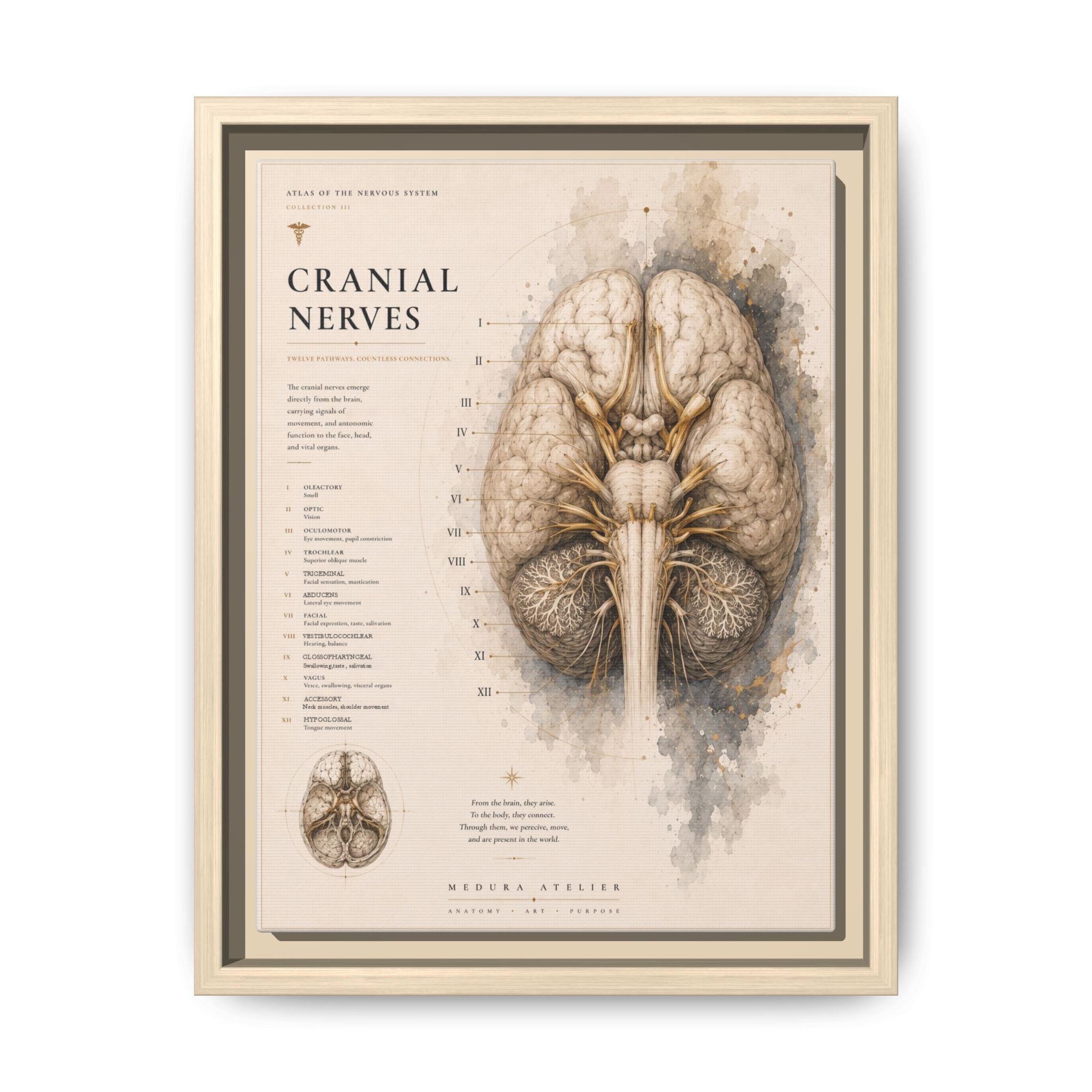 White Matter Brain Wall Art | Luxury Neuroscience Canvas Print | Museum-Inspired Fine Art