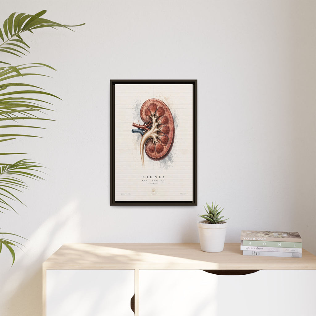 Anatomical Kidney Wall Art | Luxury Nephrology Canvas Print | Museum-Inspired Fine Art